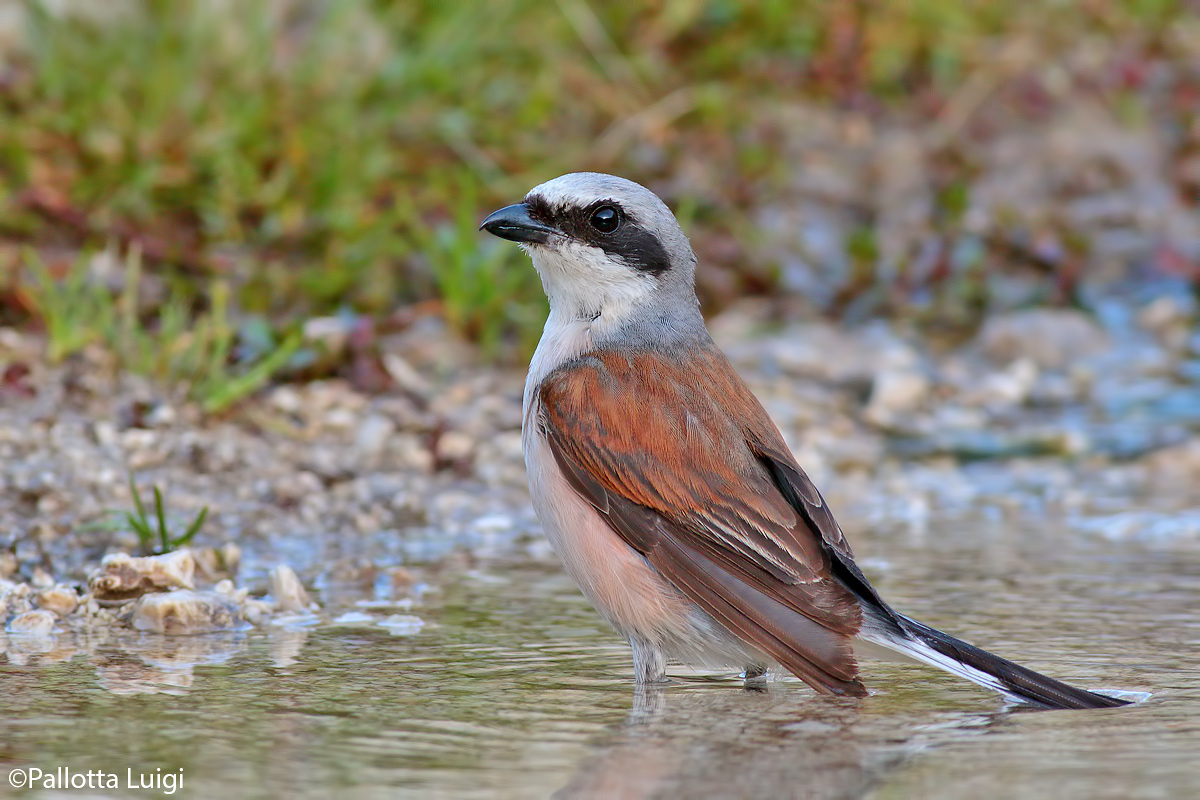 Averla piccola (Lanius collurio)