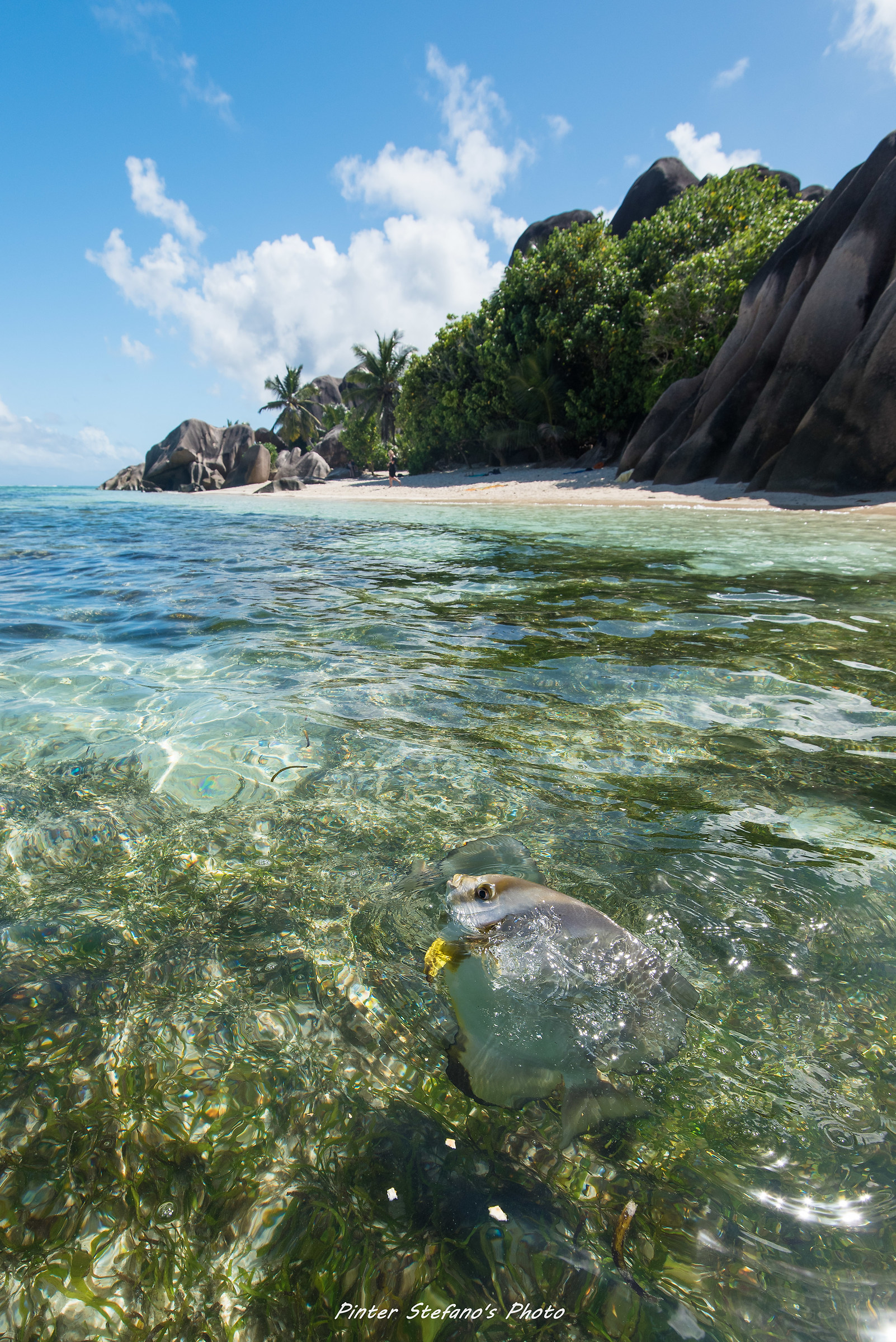 ANSE SOURCE D Argent