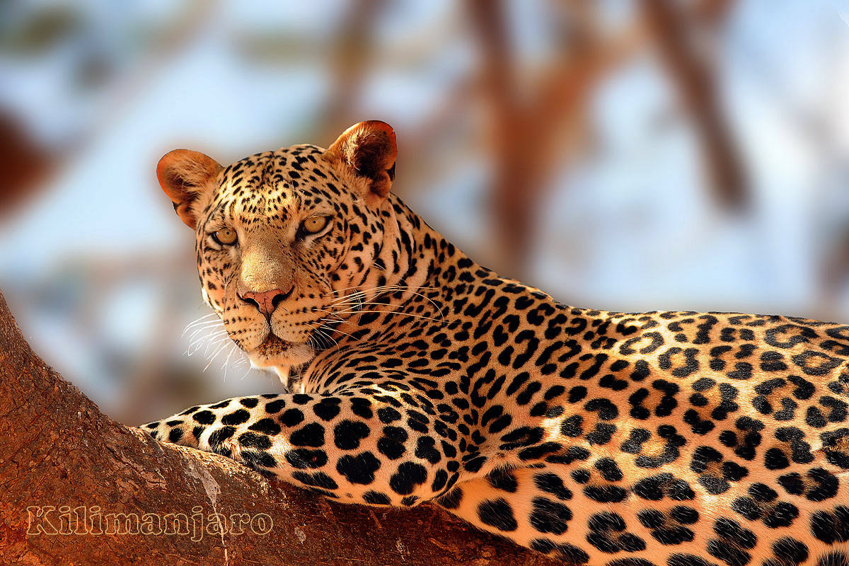 Leopard with warm lights of the savannah