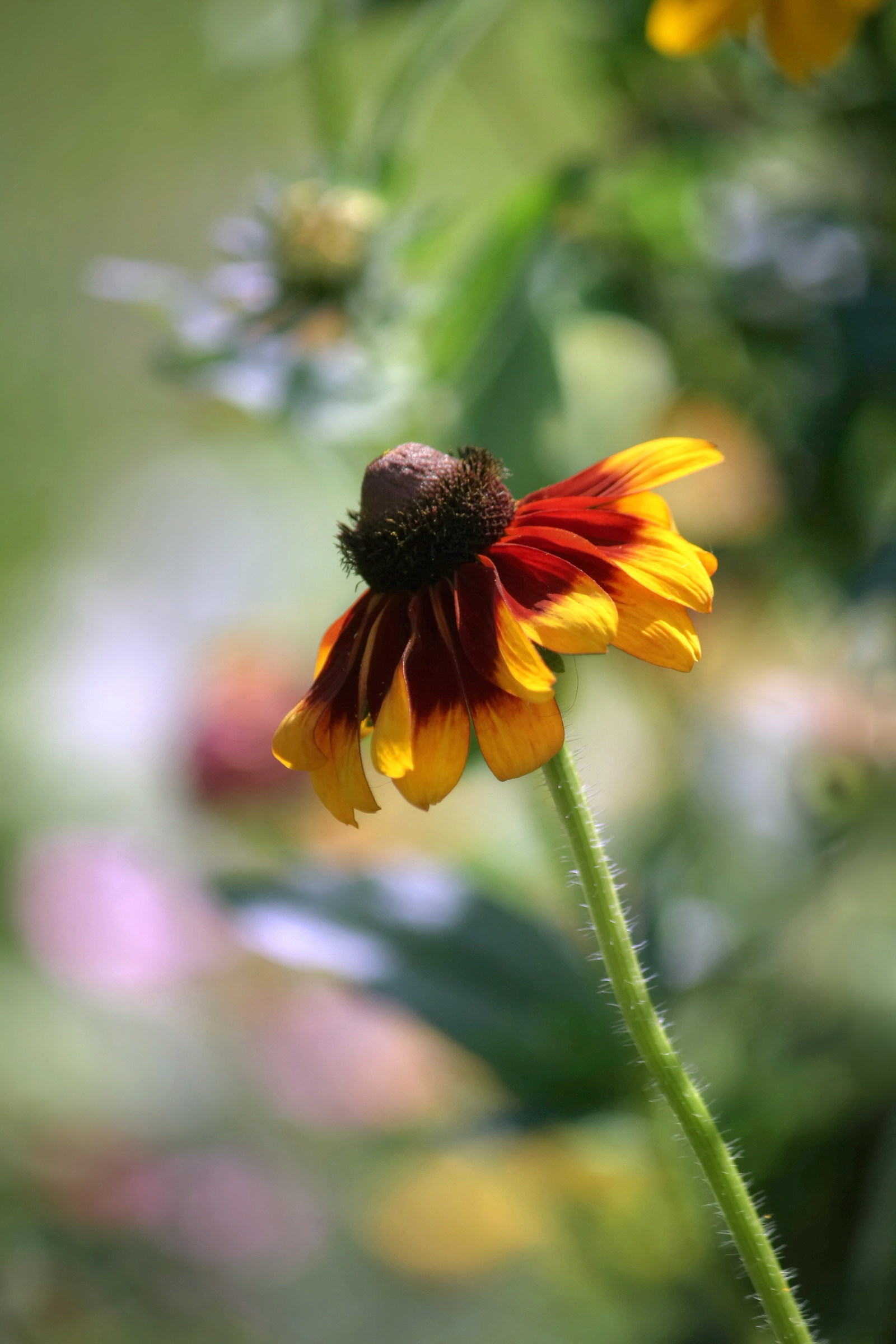 Rudbeckia hirta