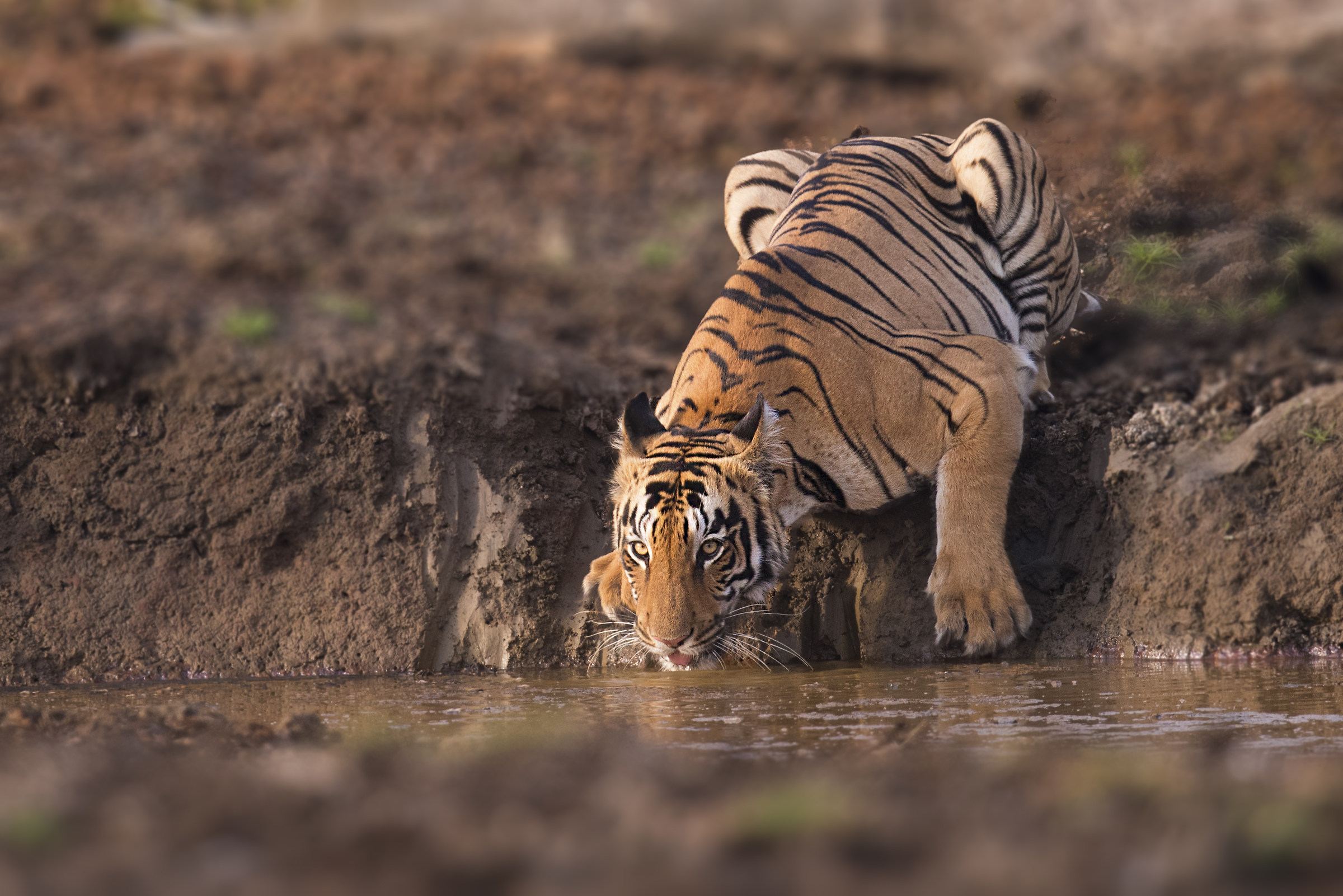 Tigre-Tadoba Tiger Reserve