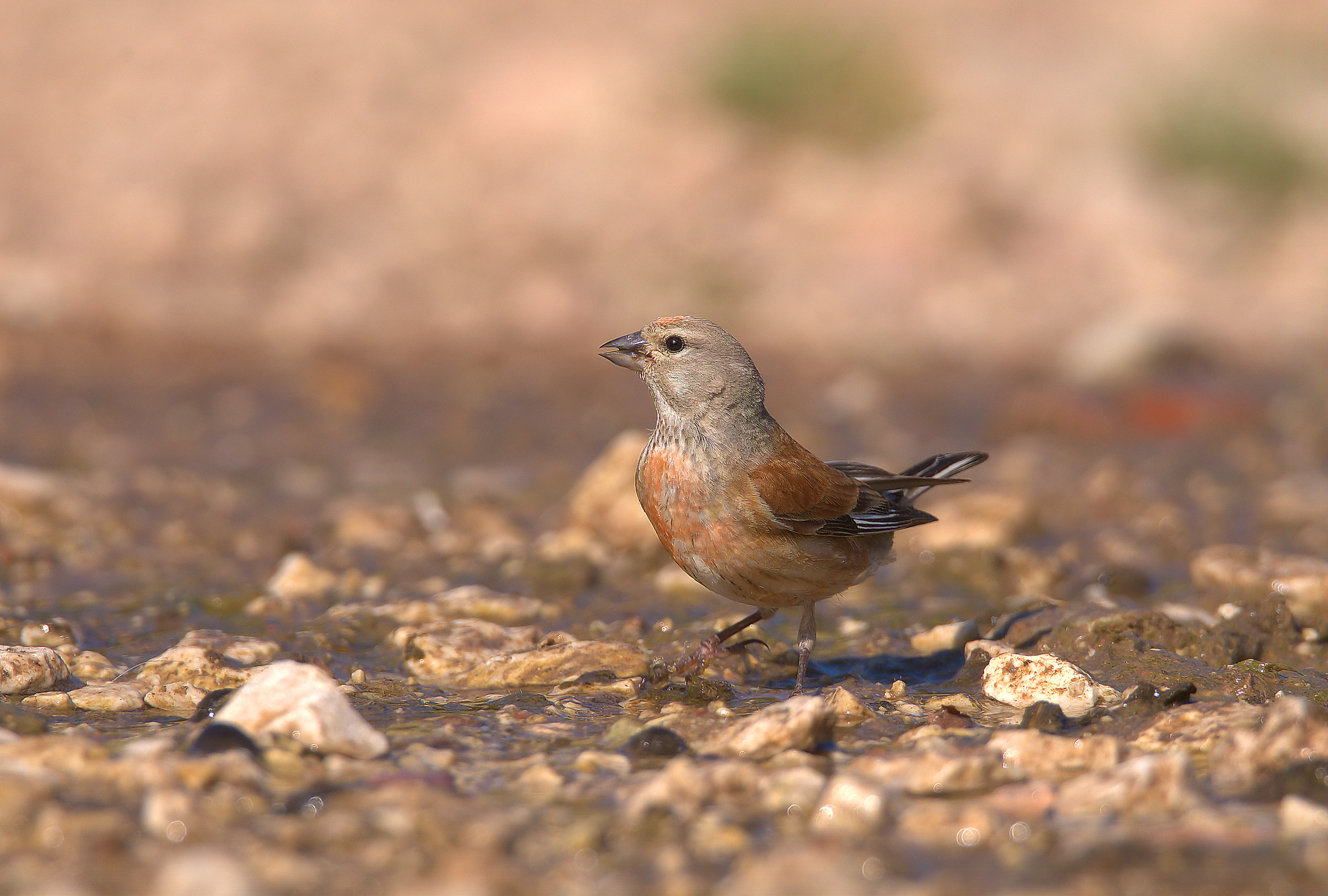 Linnet