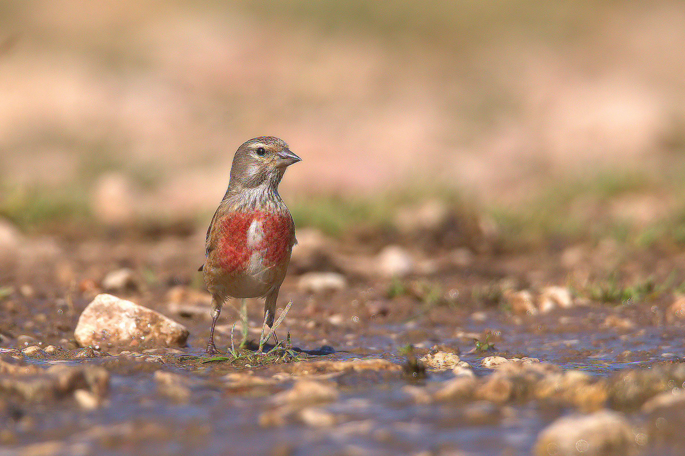 Linnet