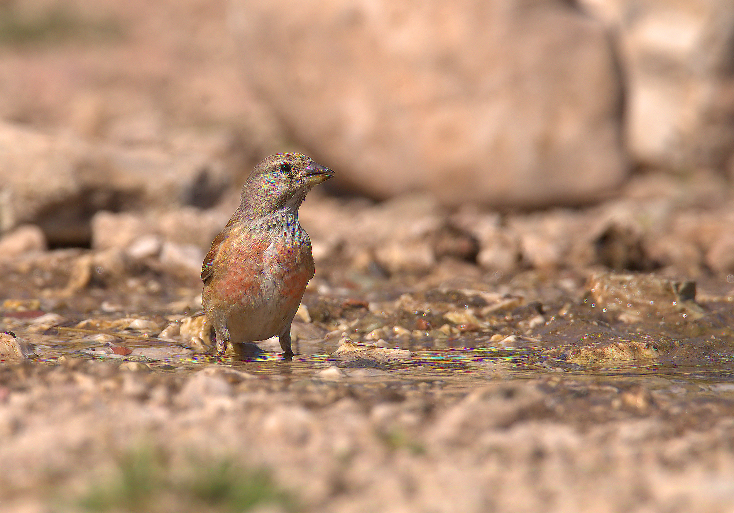 Linnet