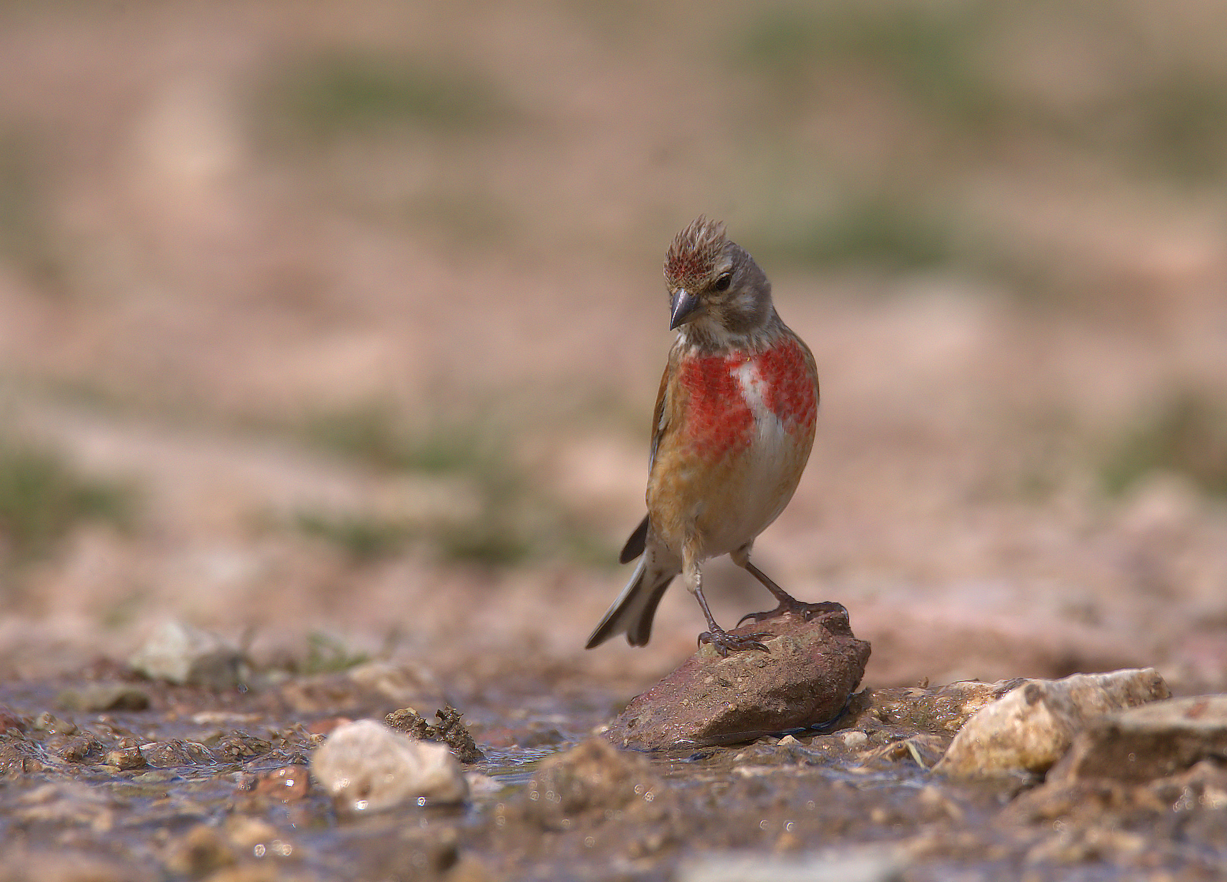 Linnet