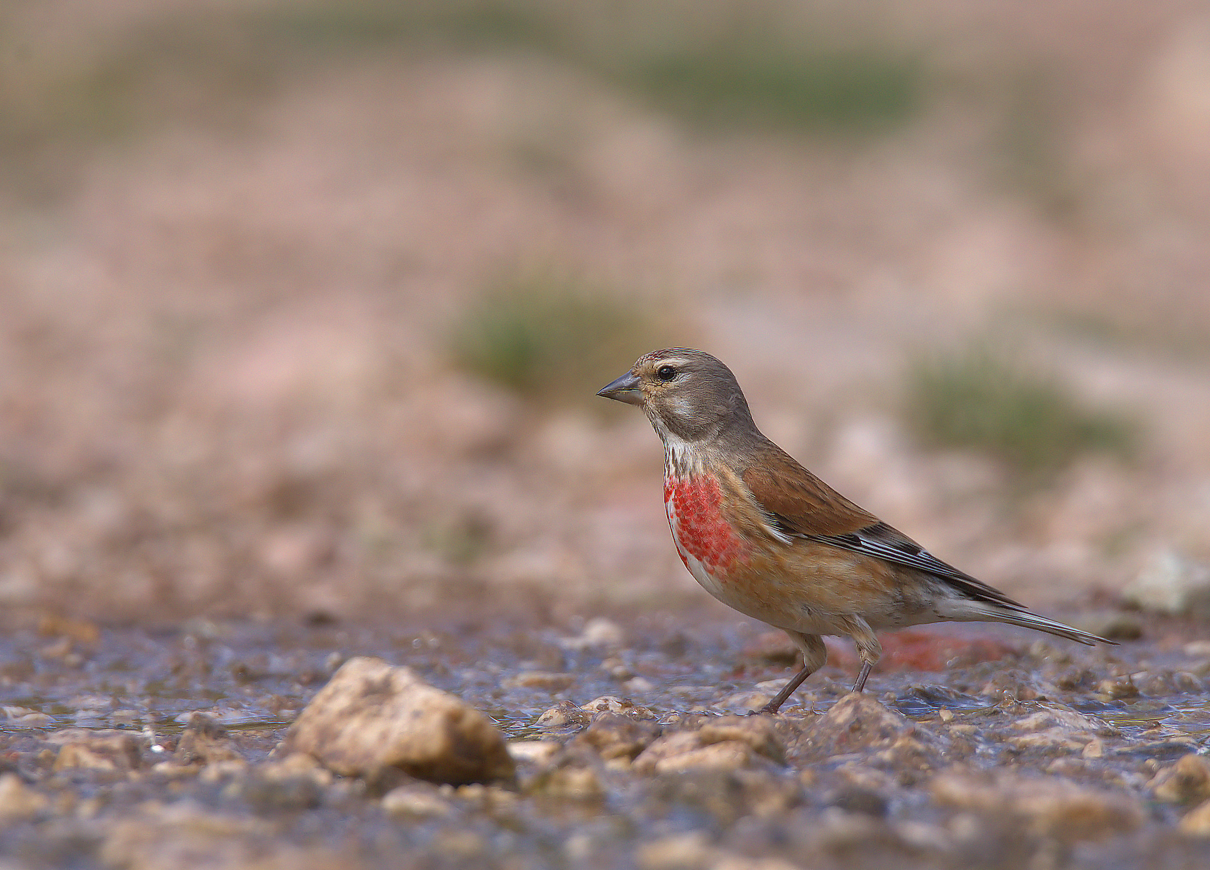 Linnet