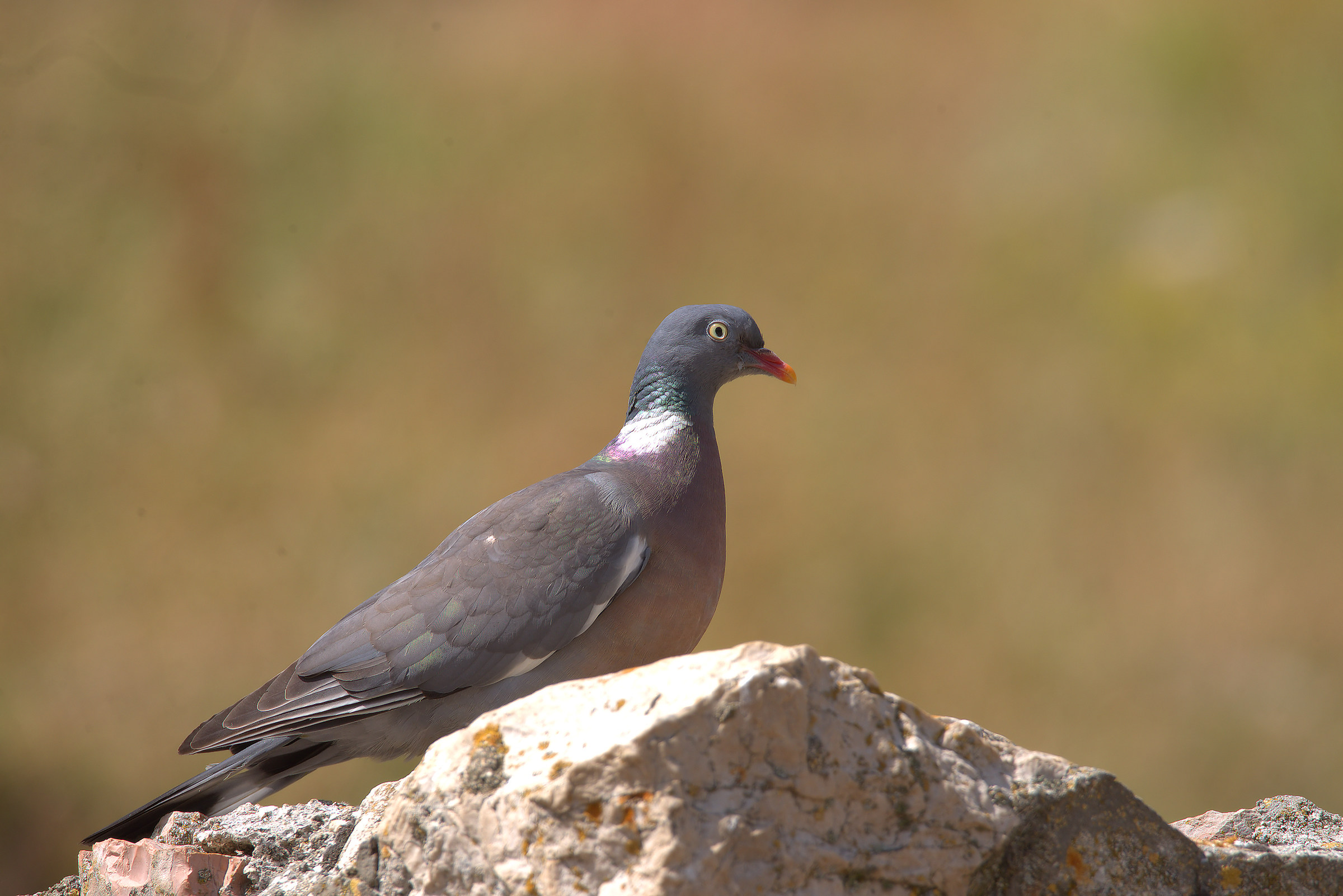 Wood Pigeon