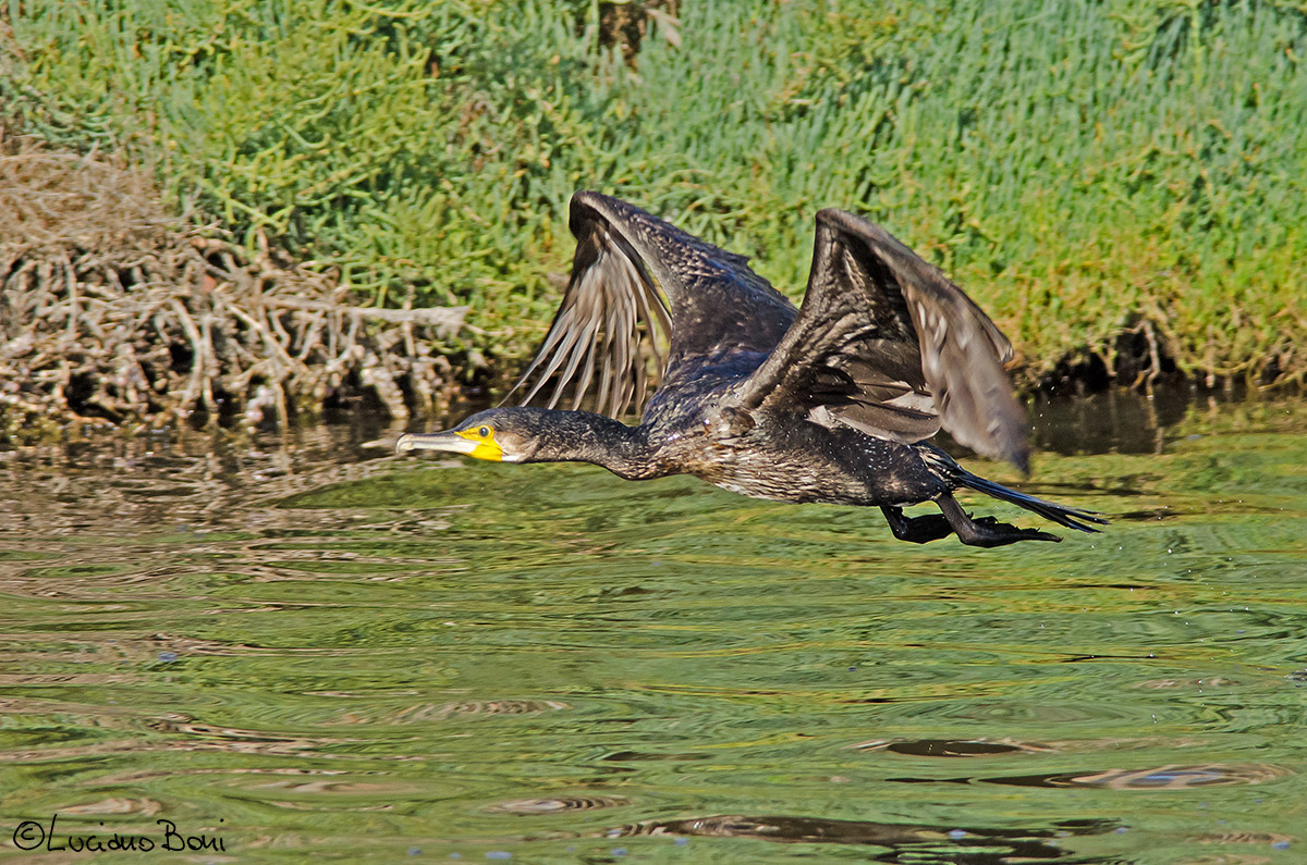 Cormorano in volo