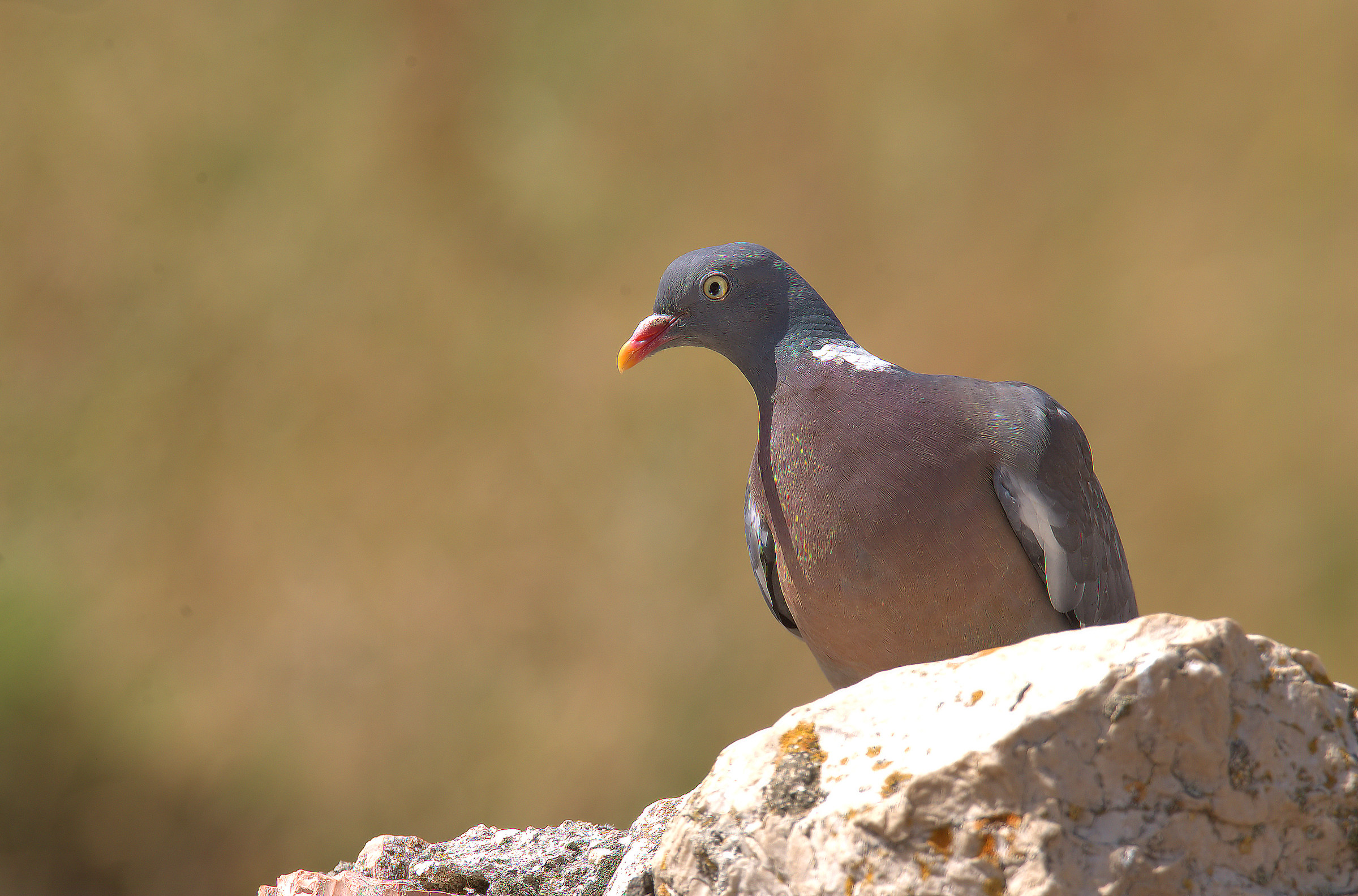 Wood Pigeon