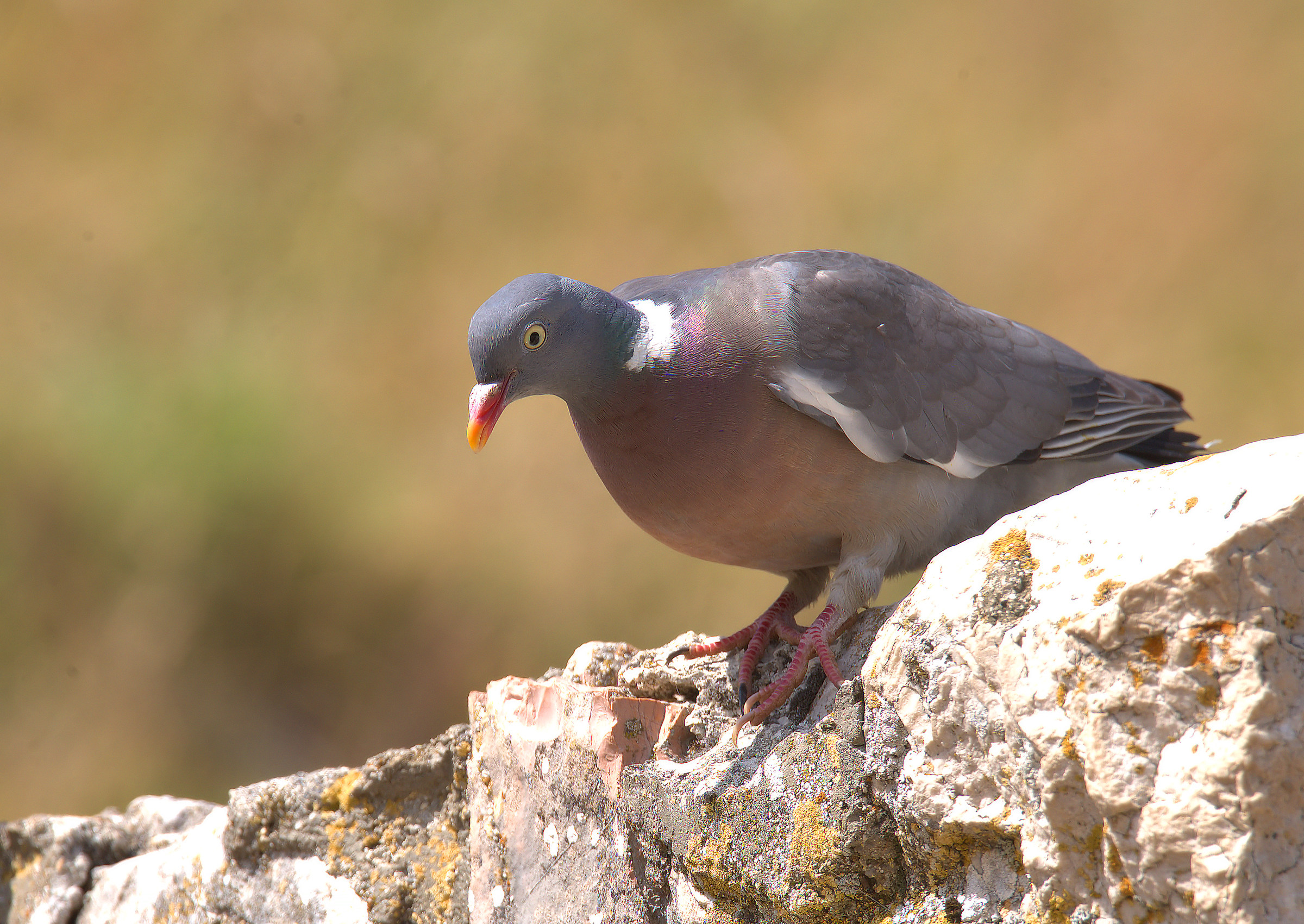 Wood Pigeon