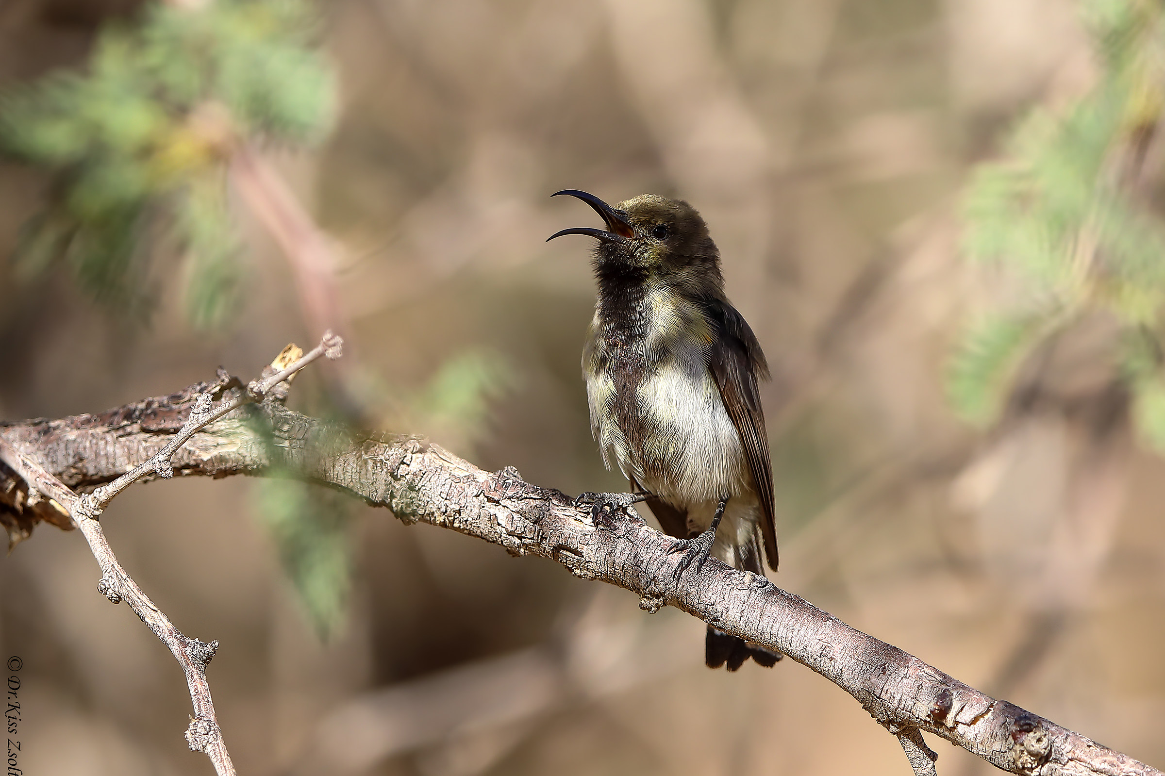 Singing dusky sunbird