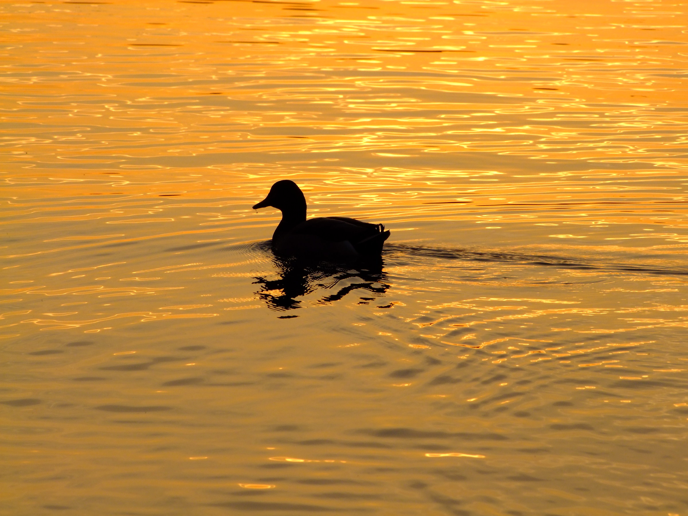 Lonely in Golden Lake
