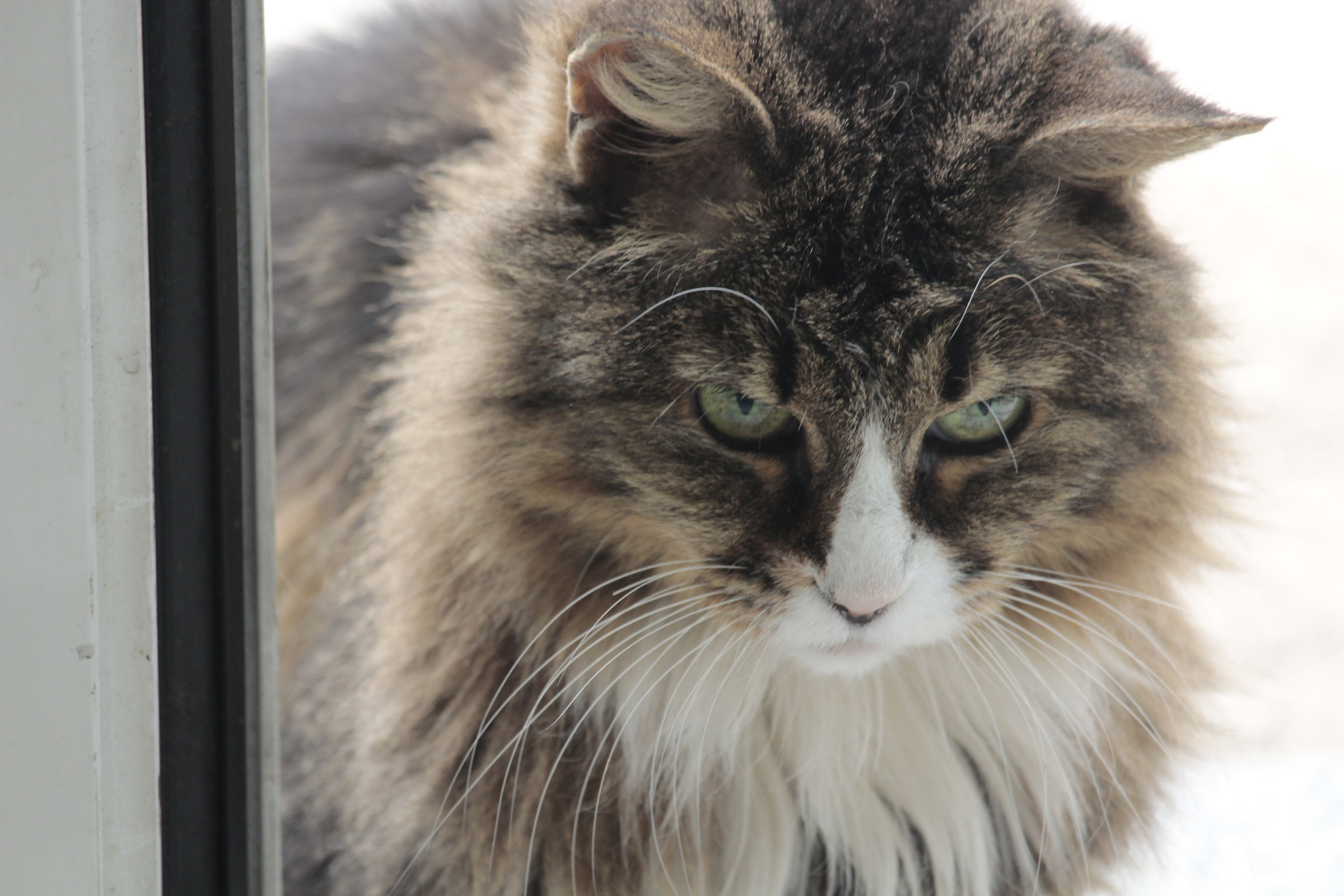 F 7.1 1/25 ISO 400 distance FOC. 250 MM CANON 55 250 IS