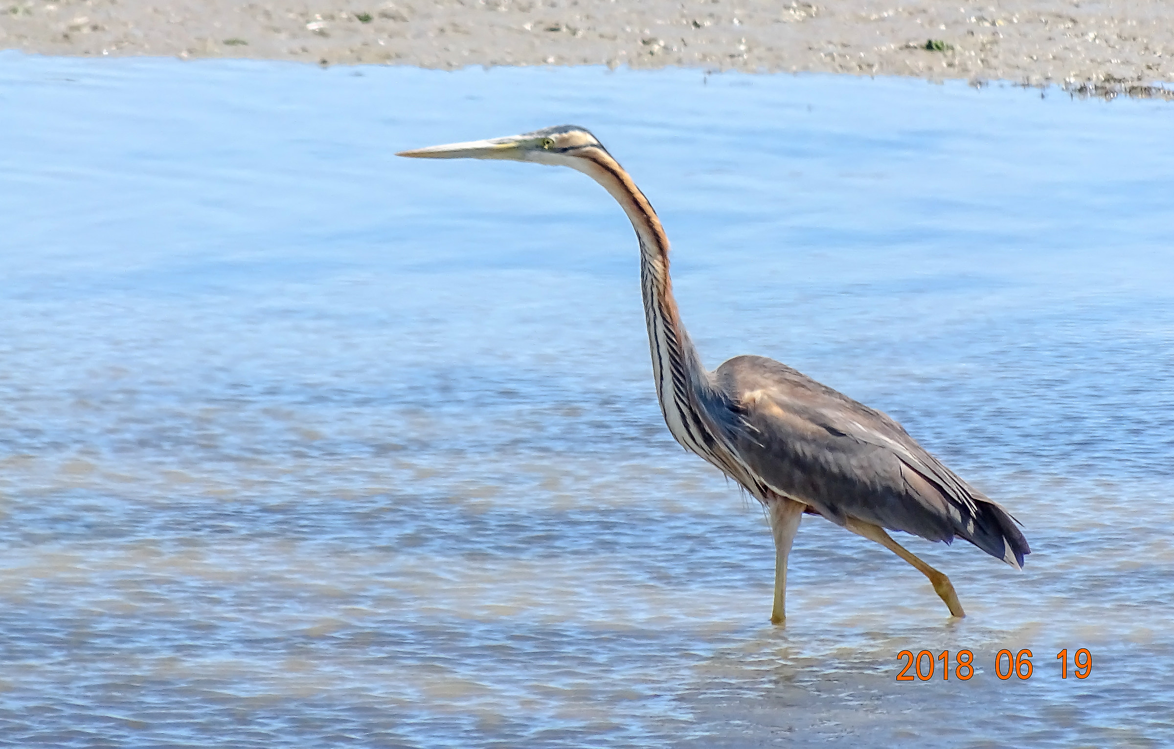 Cinerino Heron