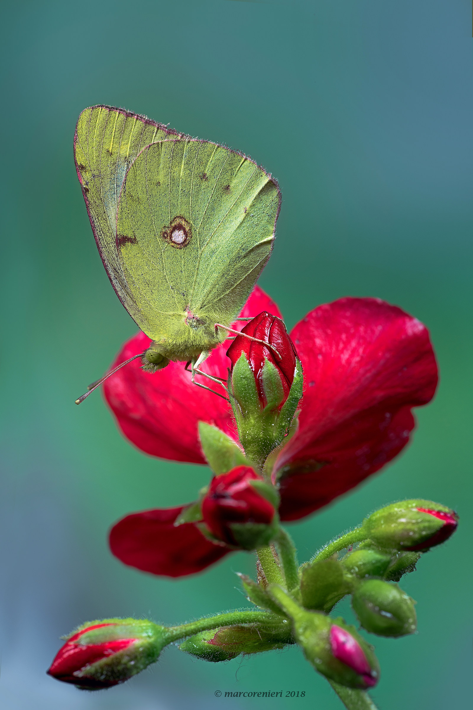Colias alfacariensis?