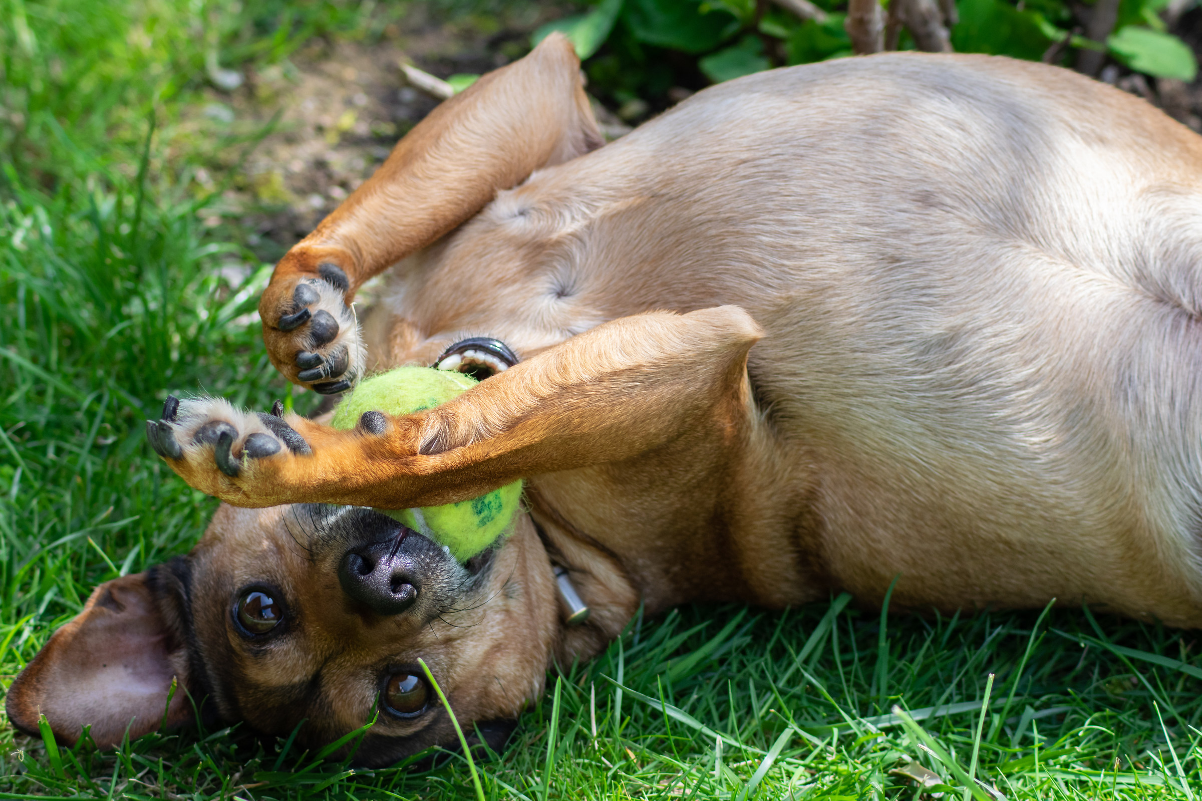 dog playing with a ball