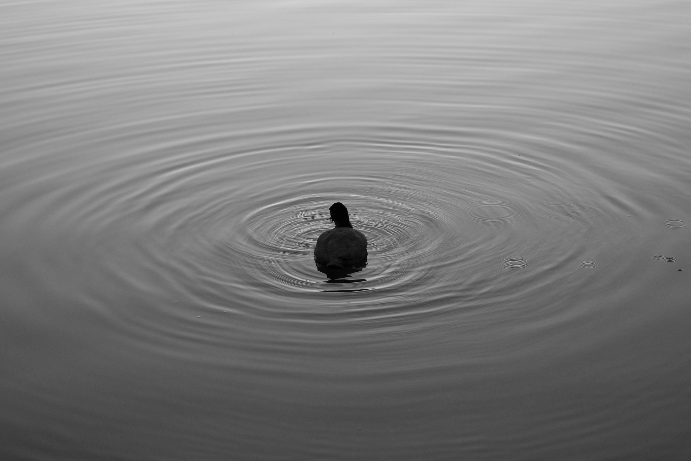 duck on the lake