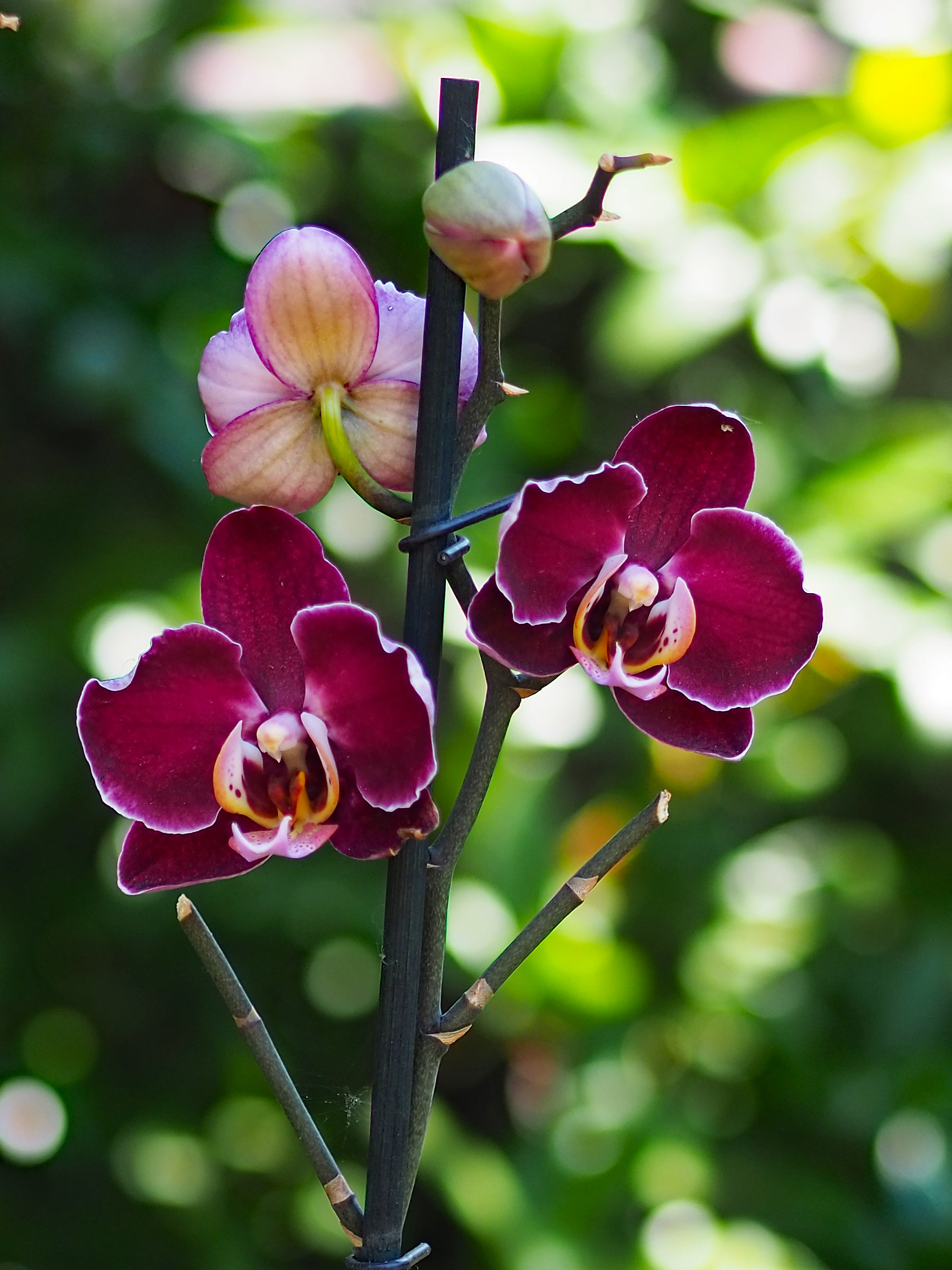 Orchid, what a passion! 2