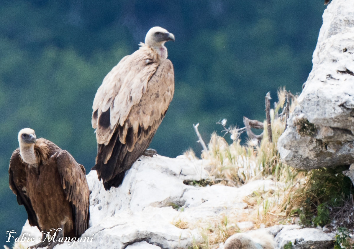 Griffon Vulture in Relax