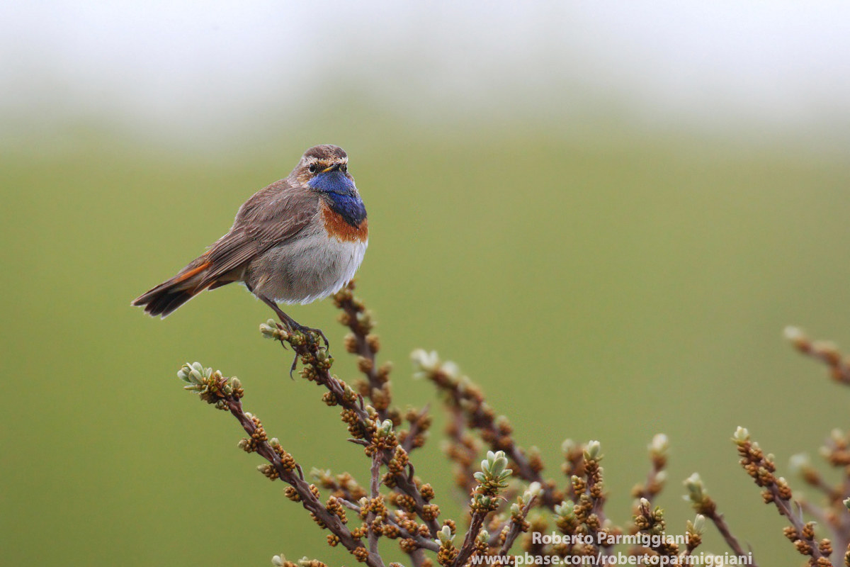 Composition with Bluethroat