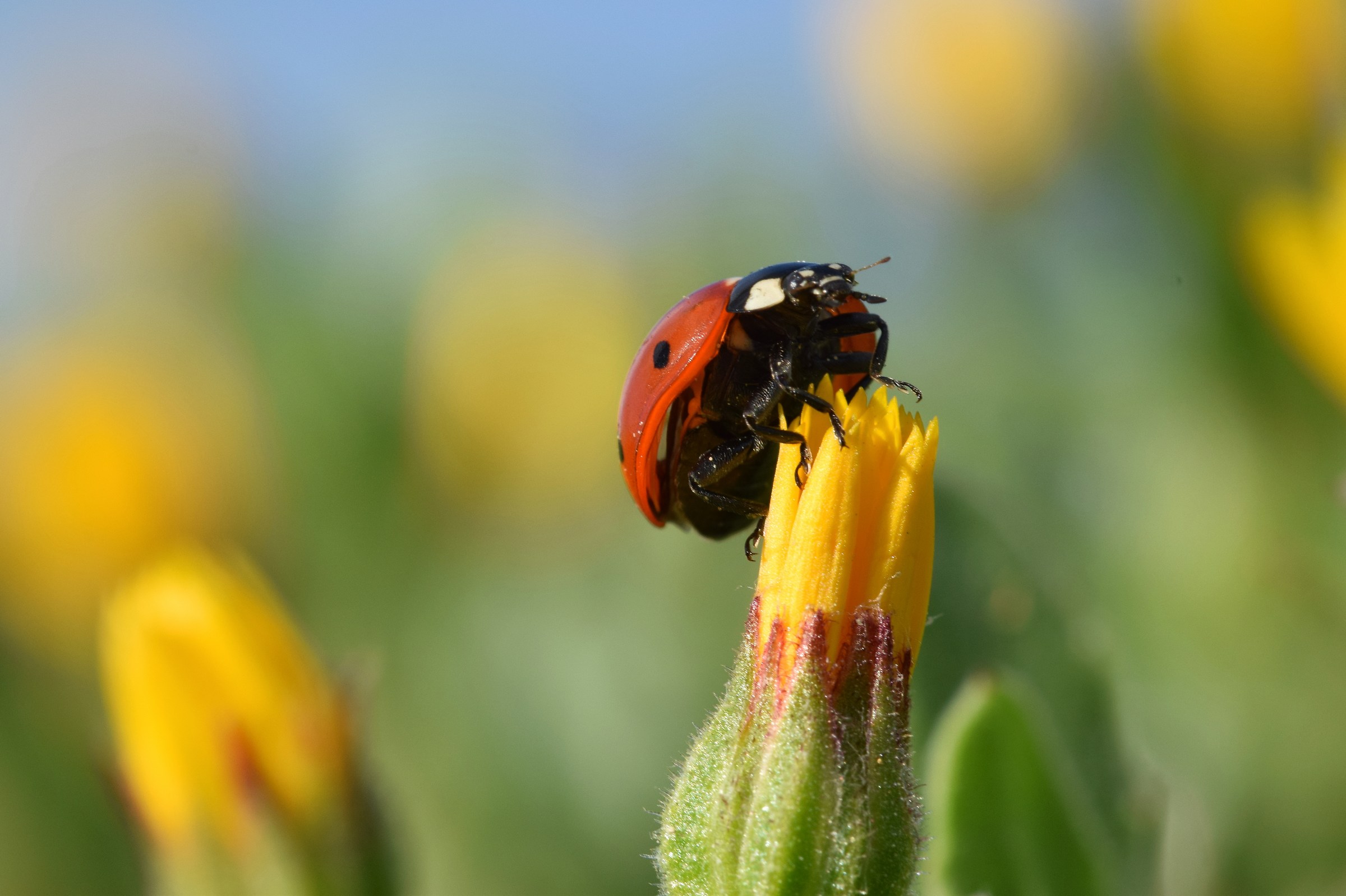 Ladybug's Stories