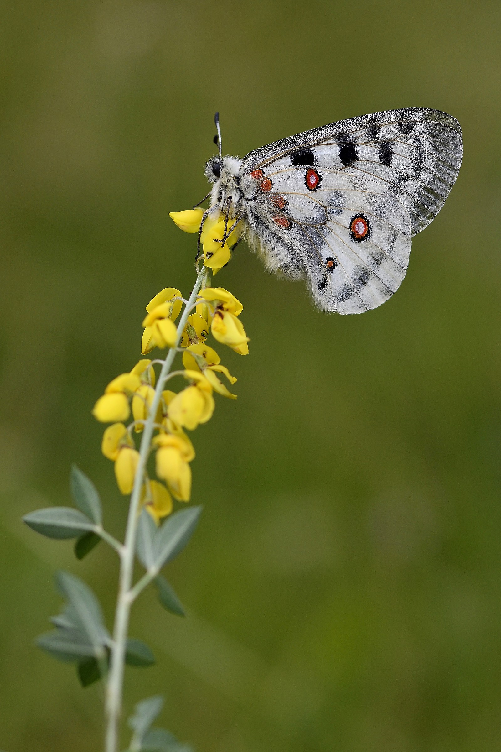Parnassius apollo