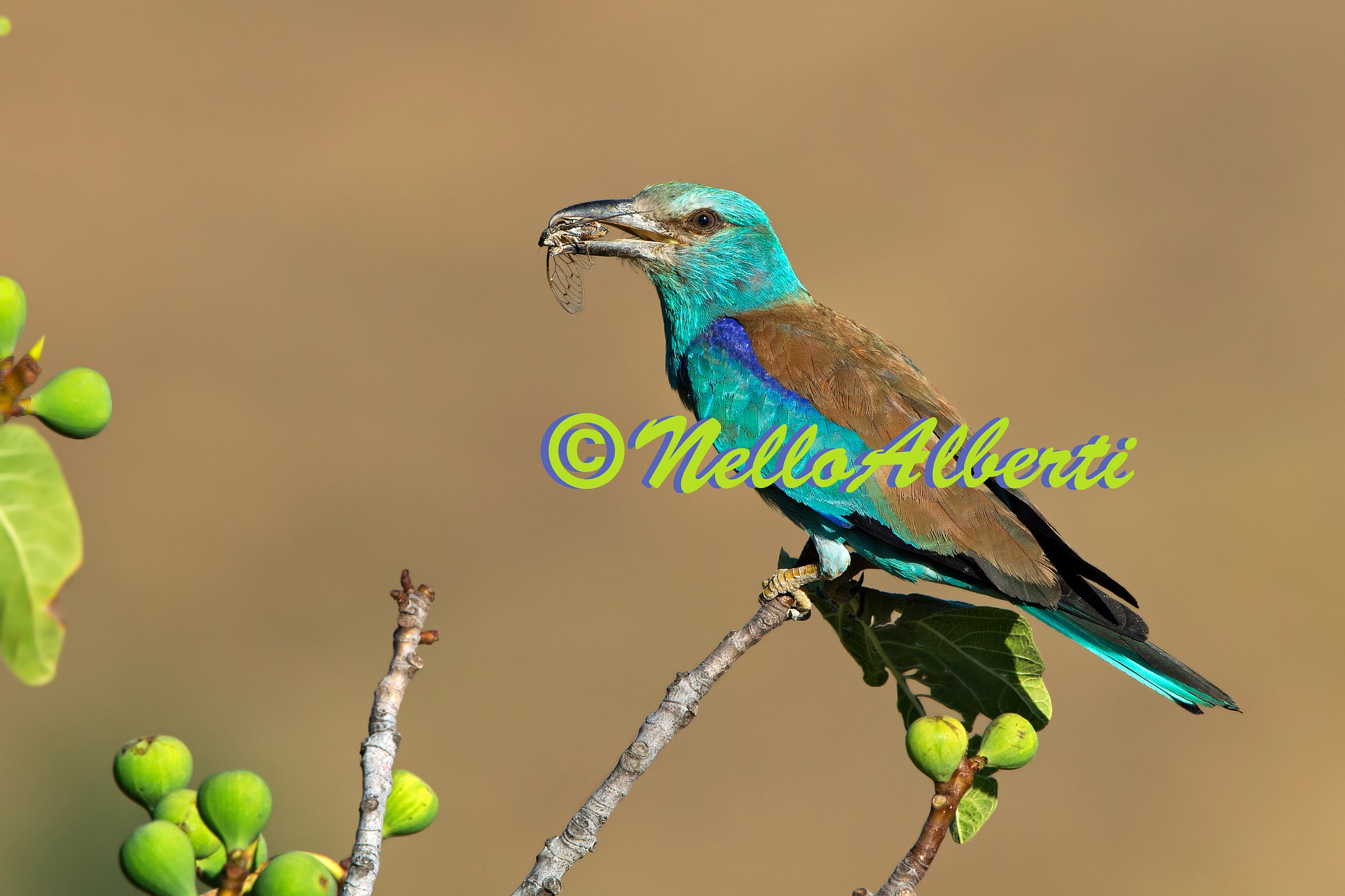 ghiandaia marina ambientata