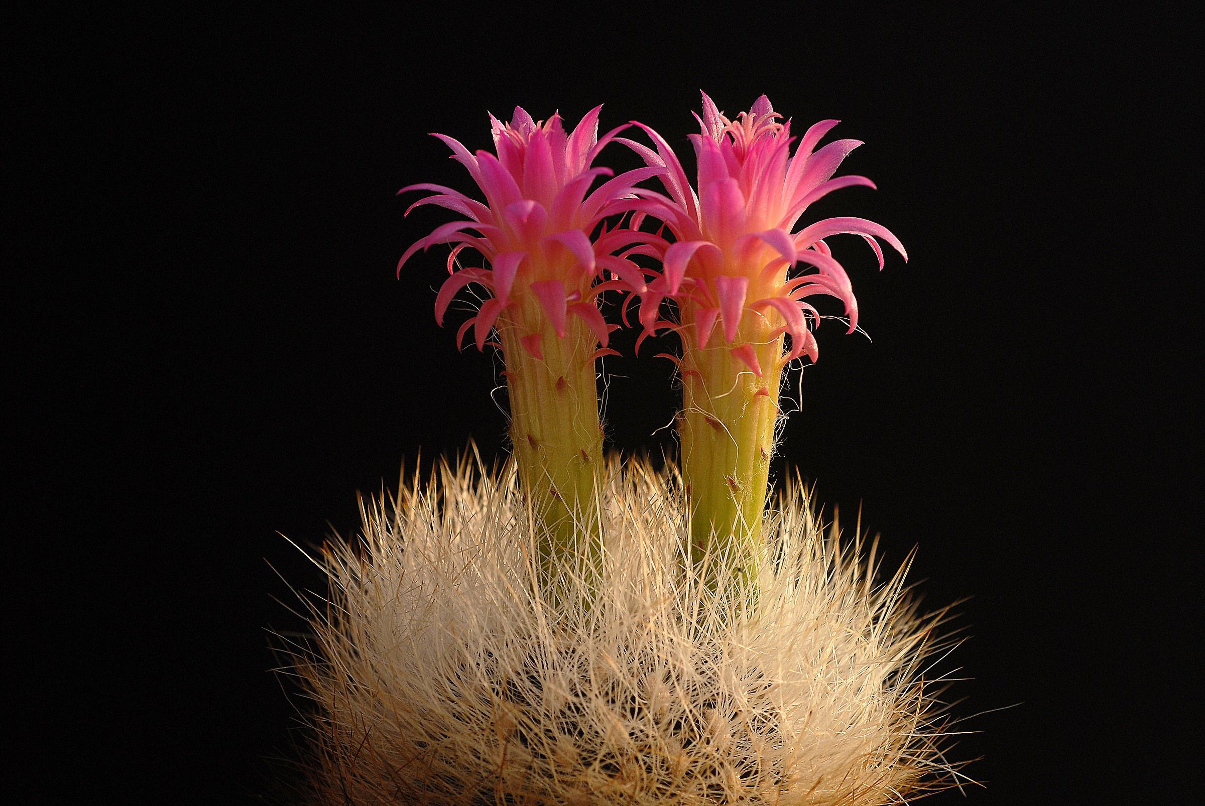 South American flowed