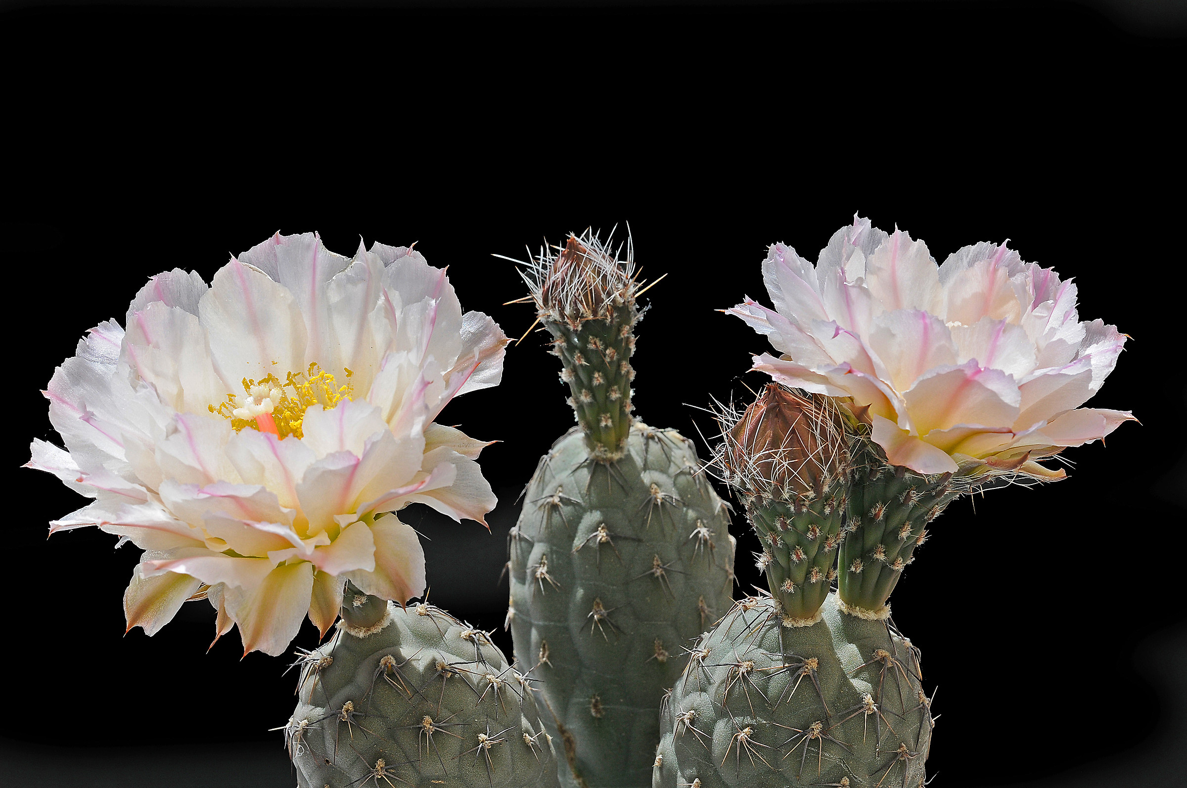 Tephrocactus Geometricus