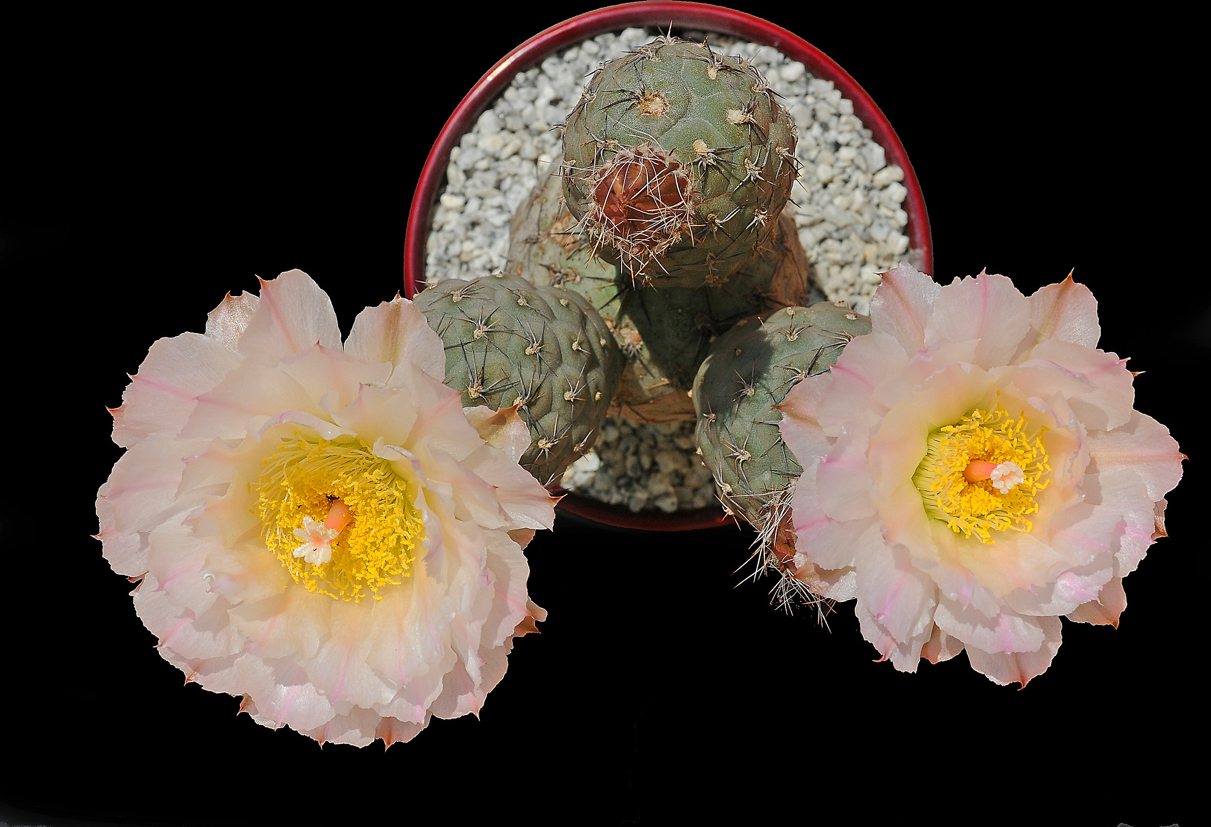Tephrocactus Geometricus