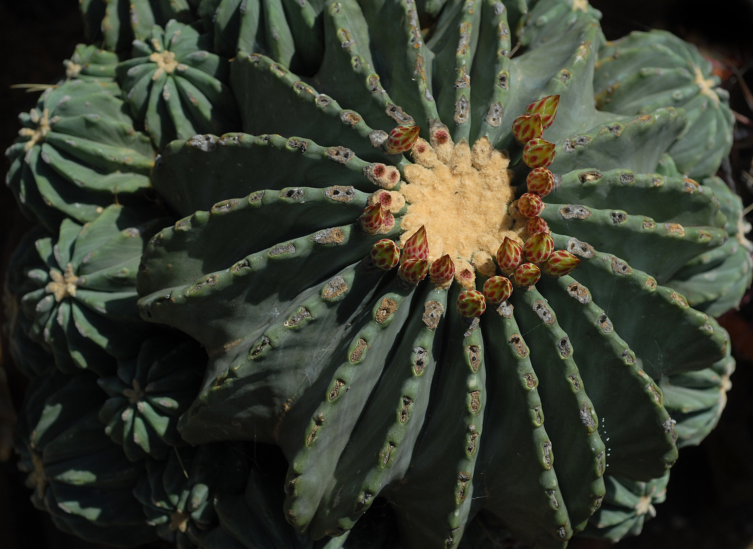 Ferocactus Azureus inermis