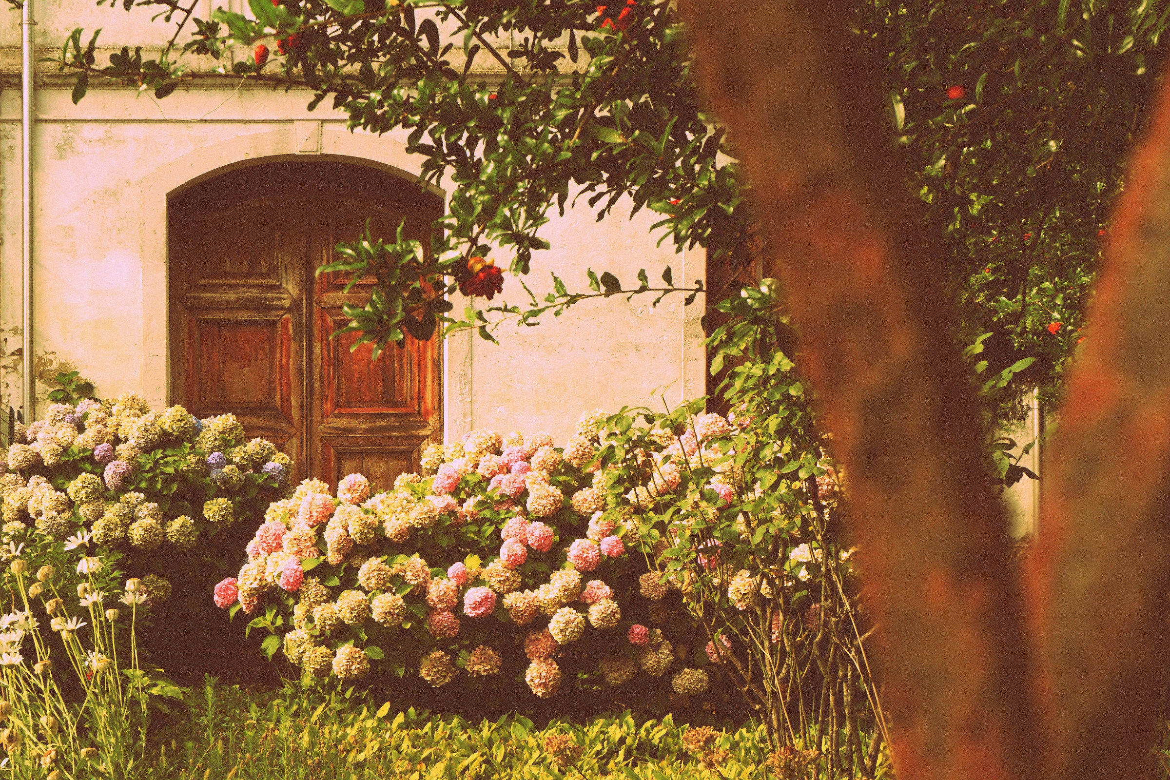 The house in the country