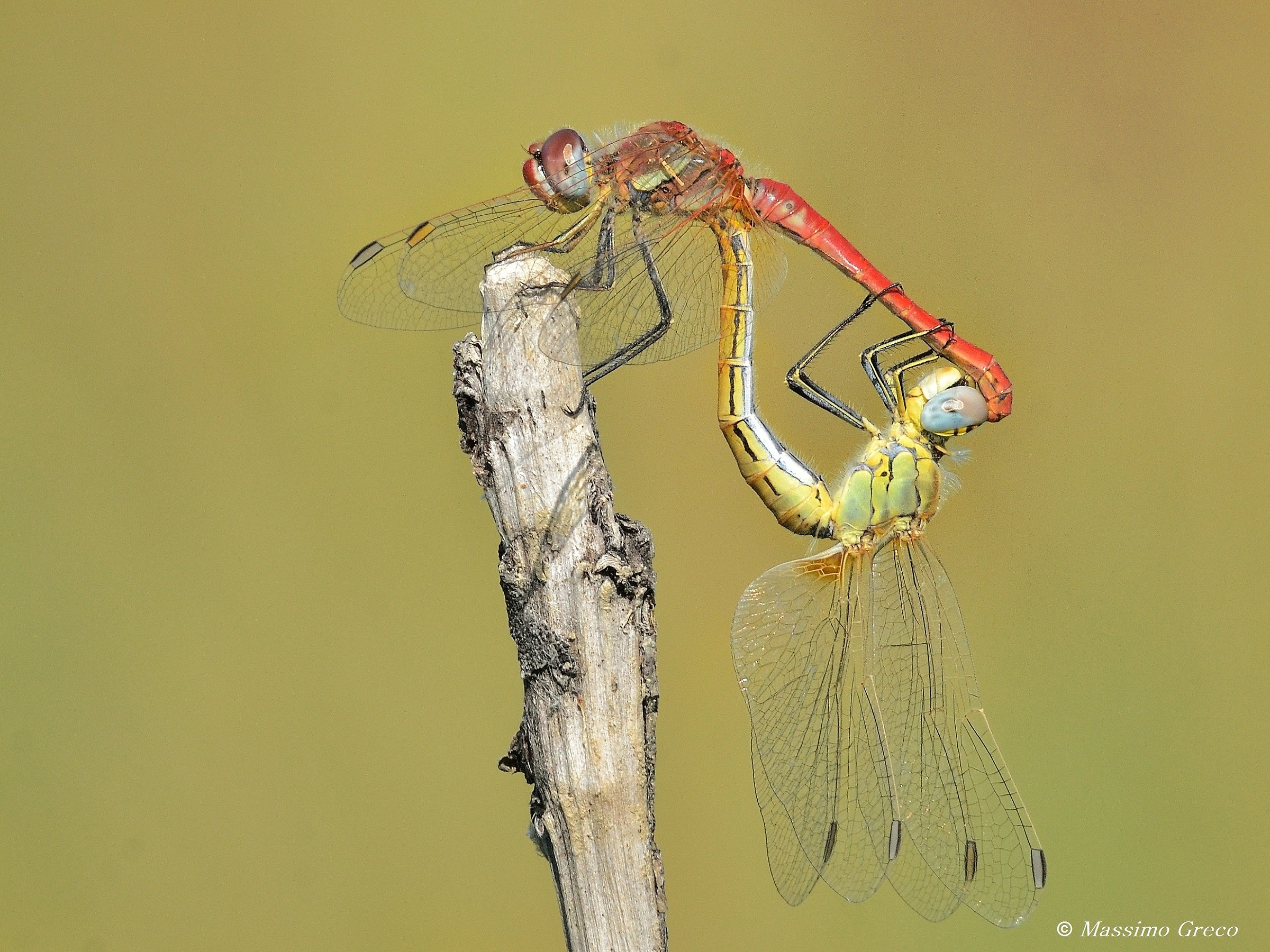 Sympetrum Fonscolombei
