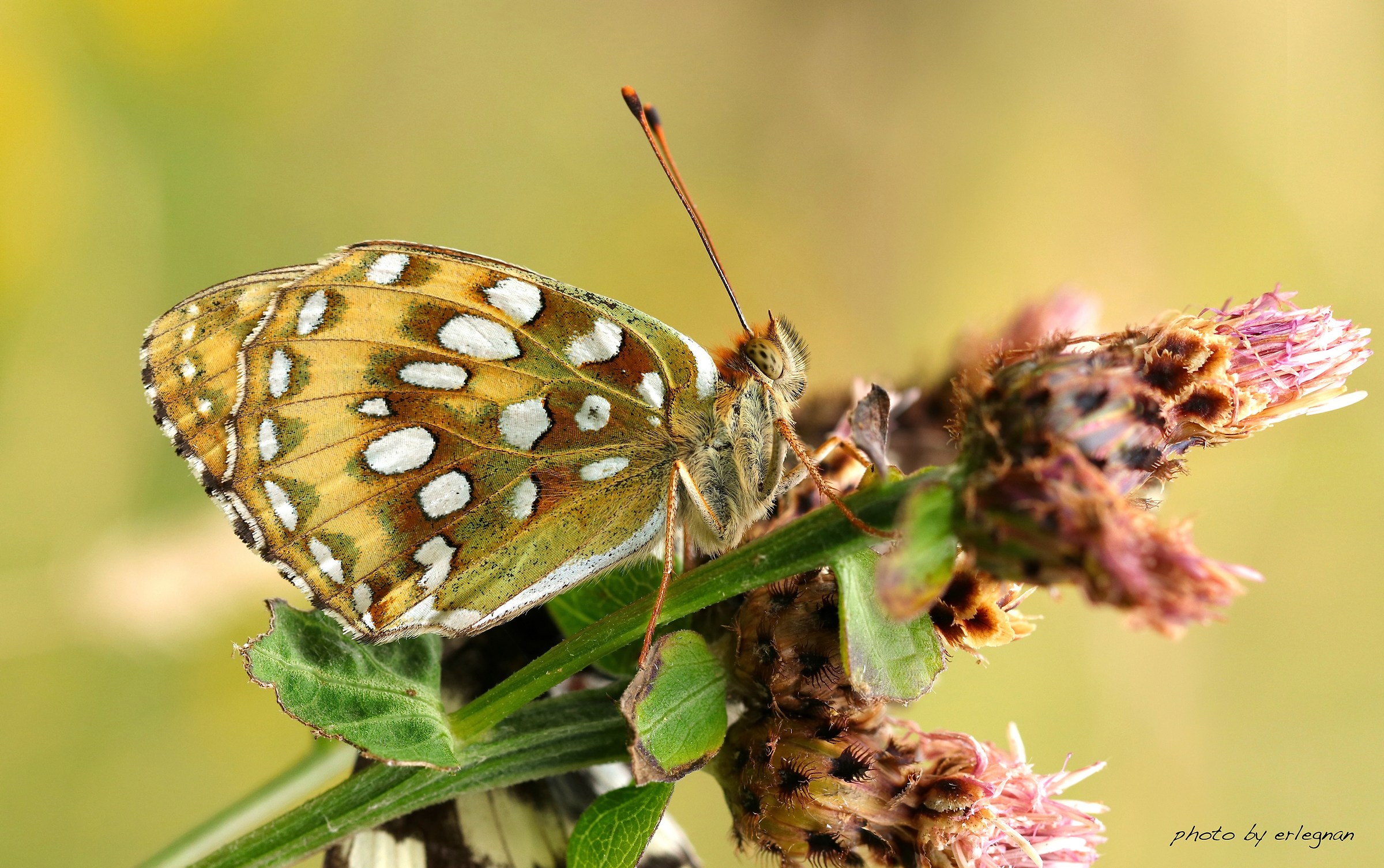 E lei o non è lei??