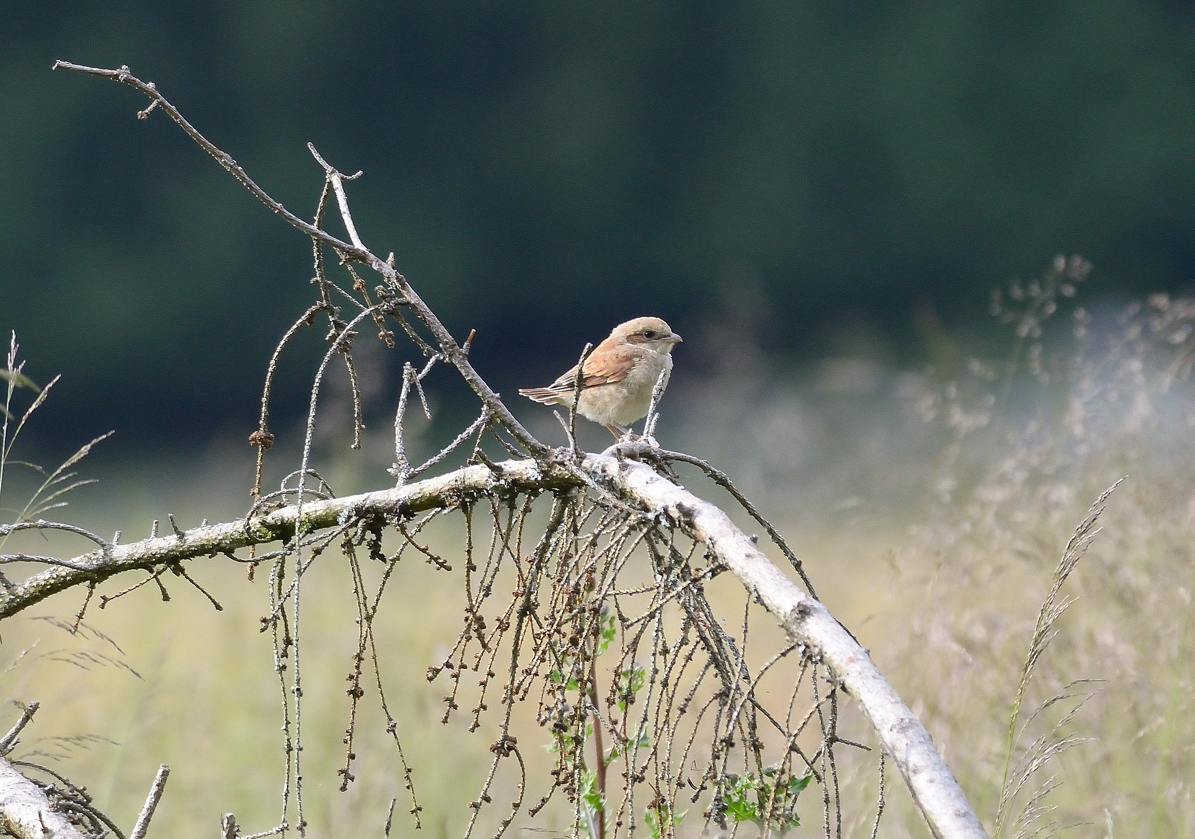 piccolo di averla minore