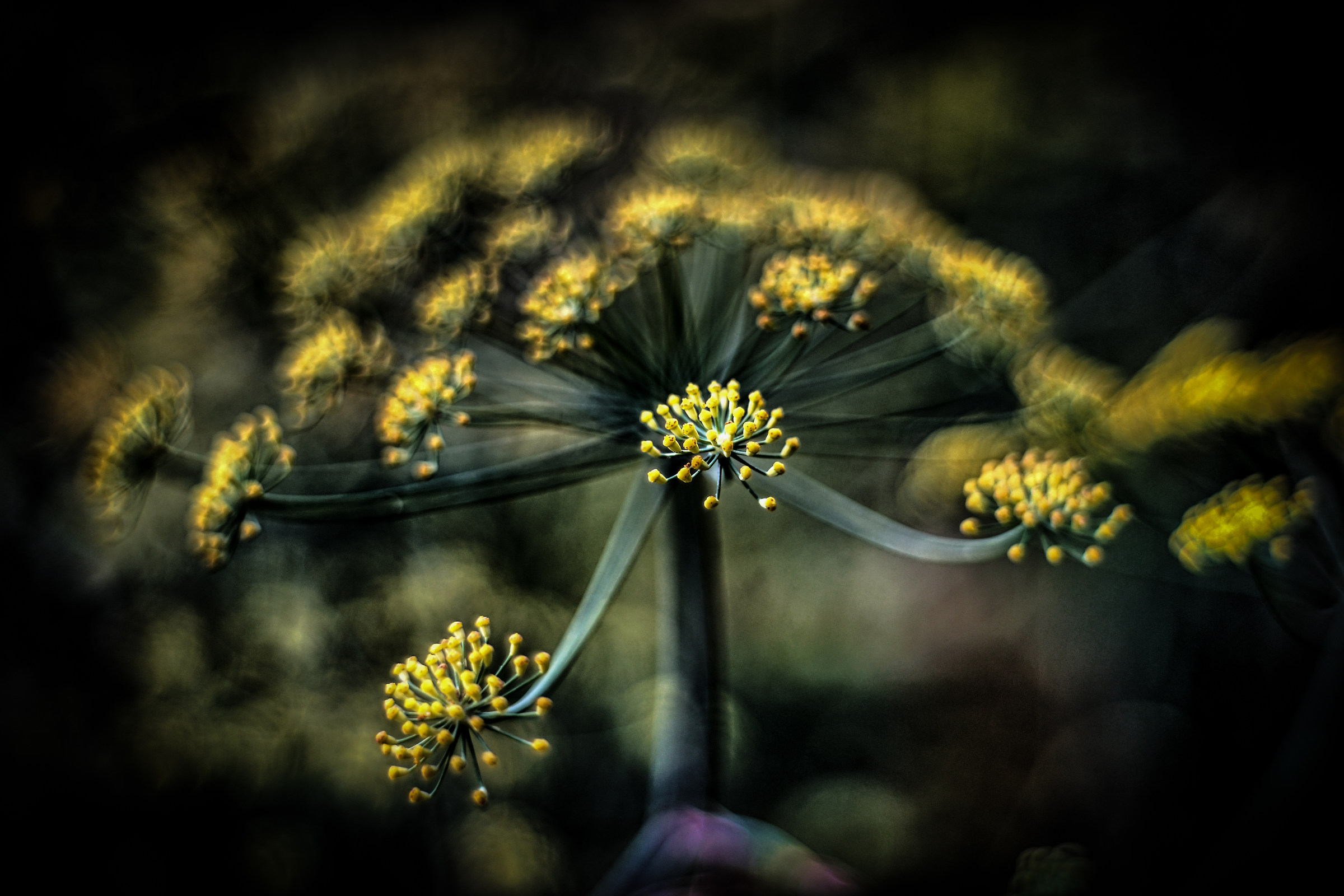 Fennel flower
