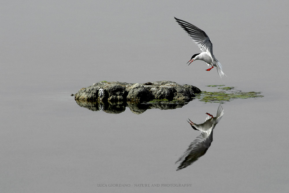 Common Sterna-Common tern