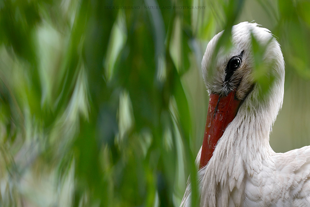 White Stork