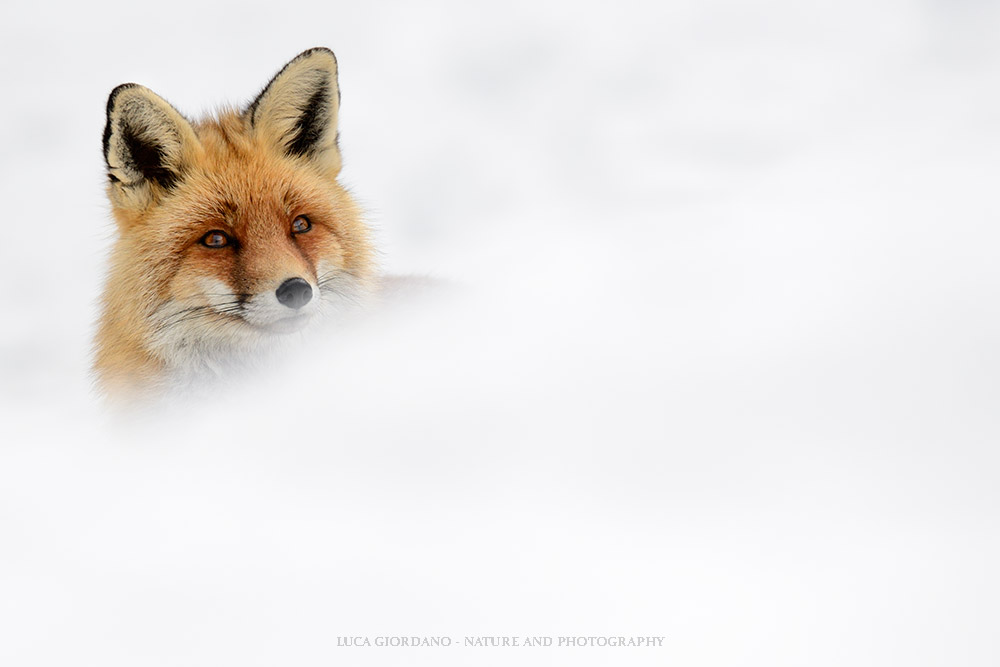 Volpe - Red fox