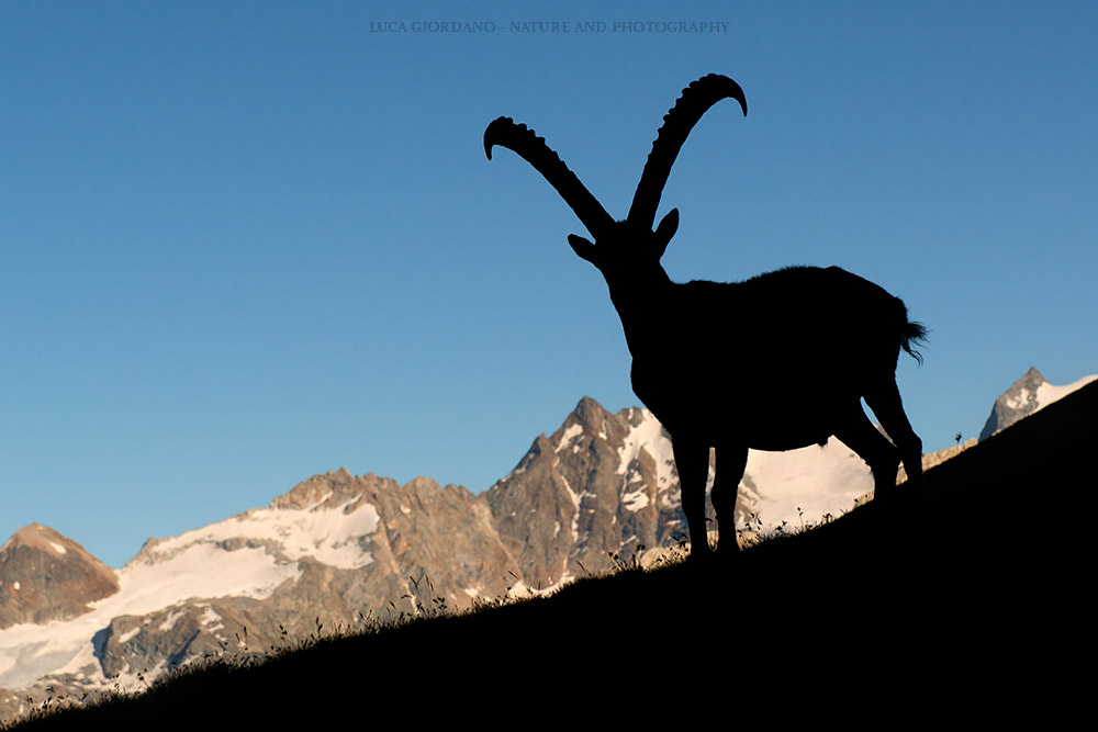 Mountain Ibex Alpine