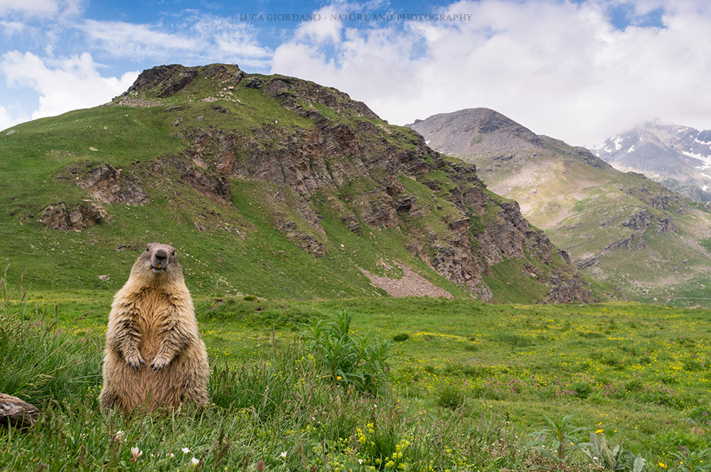 Alpine Marmot-Alpine Marmot