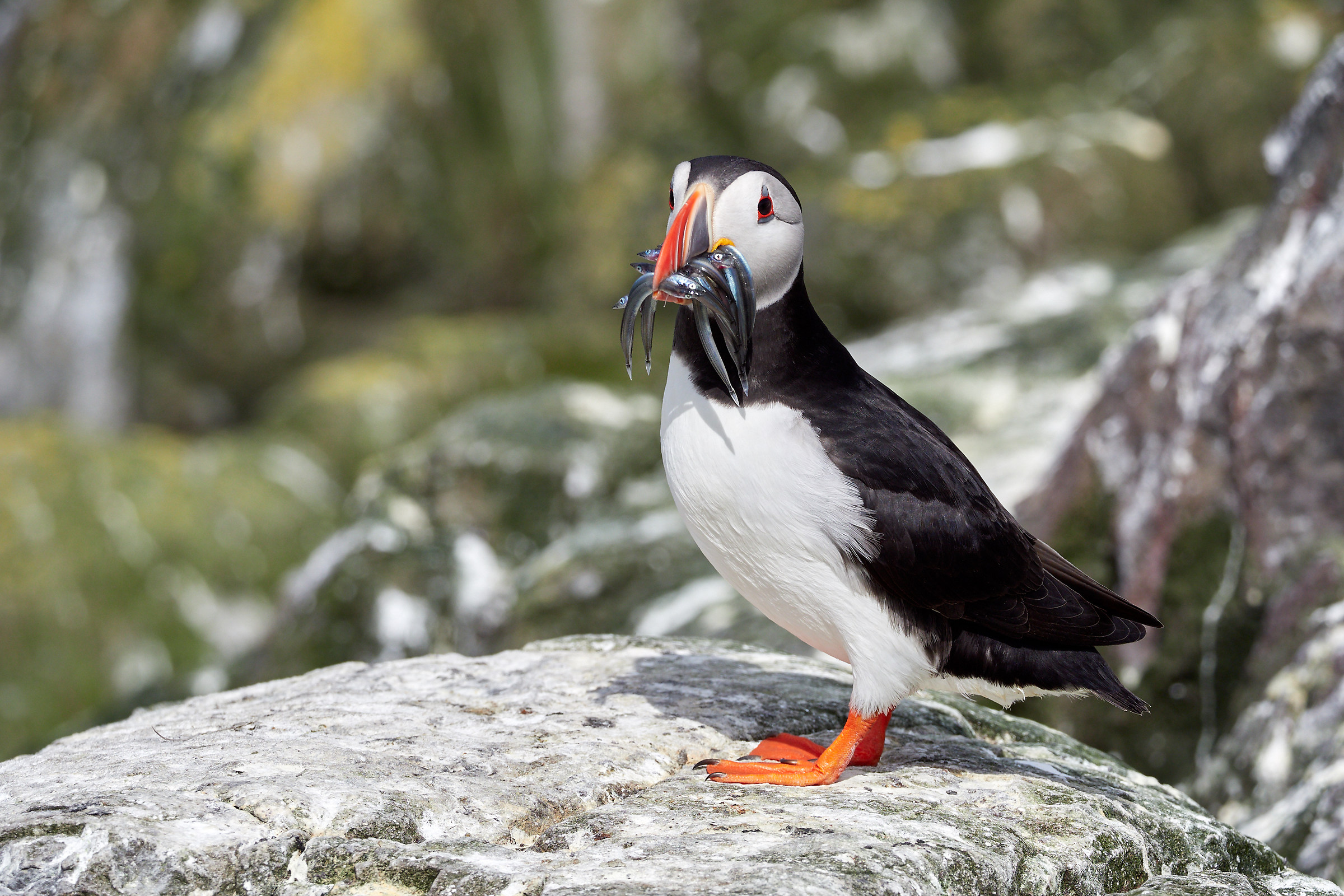 Atlantic Puffin