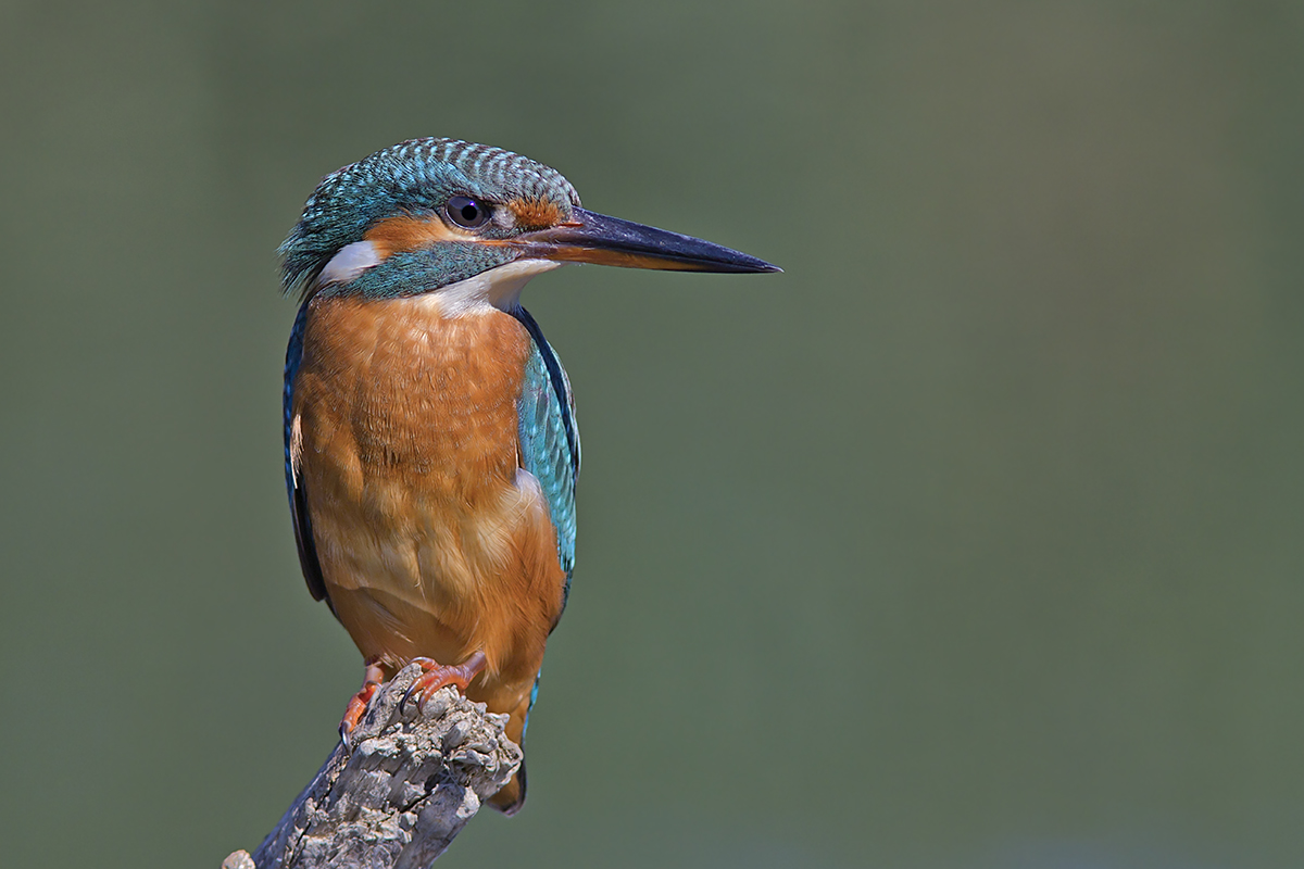 martin pescatore femmina