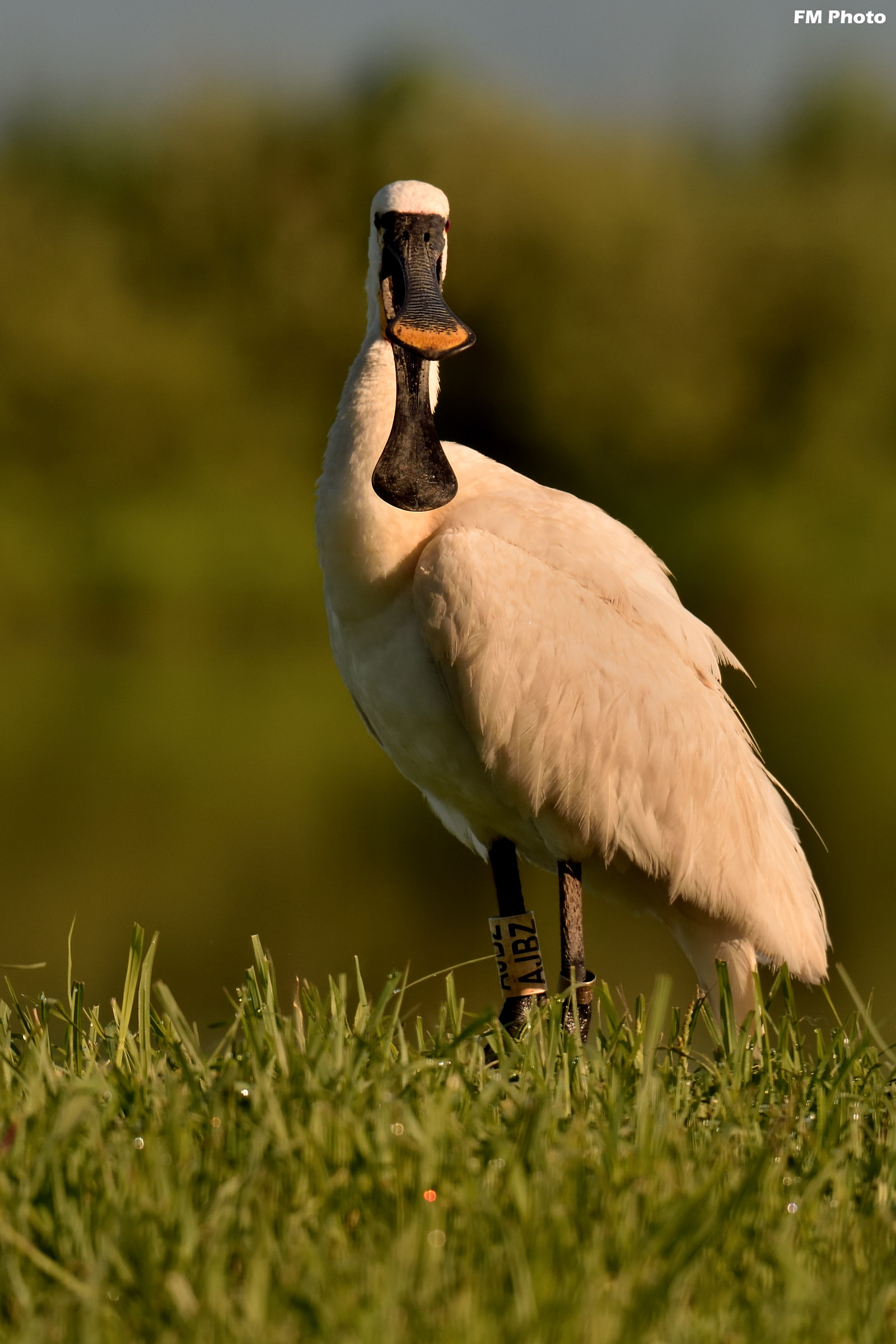 Visita Odontoiatrica ... Tutto OK !!!