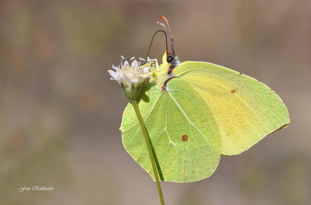 The butterfly leaf...