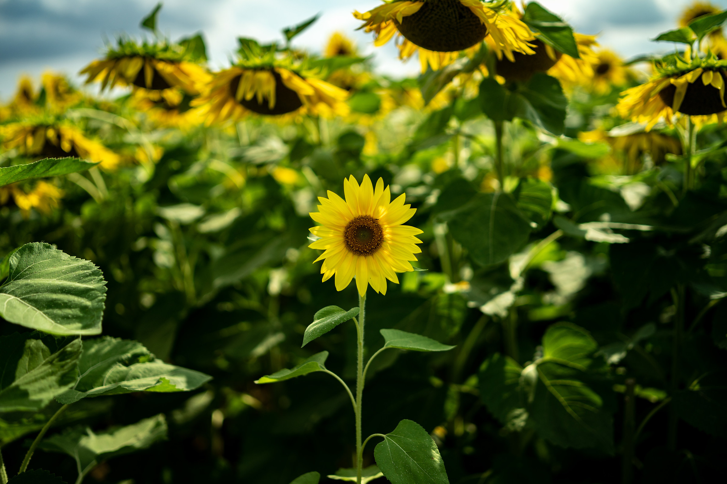 A small among the great