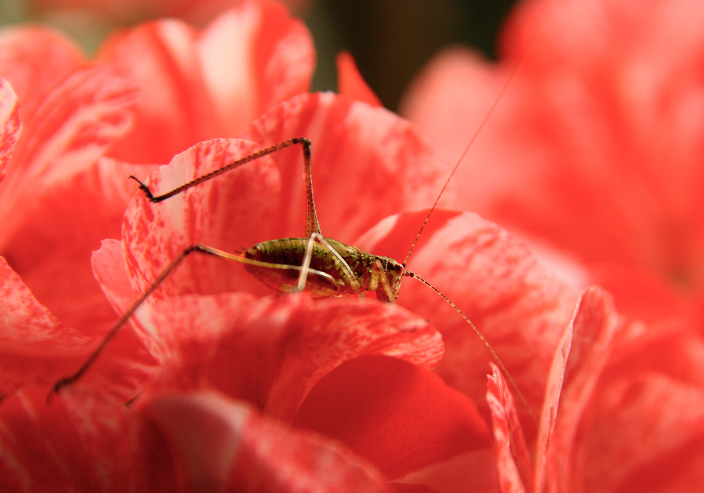 Macro tests or almost