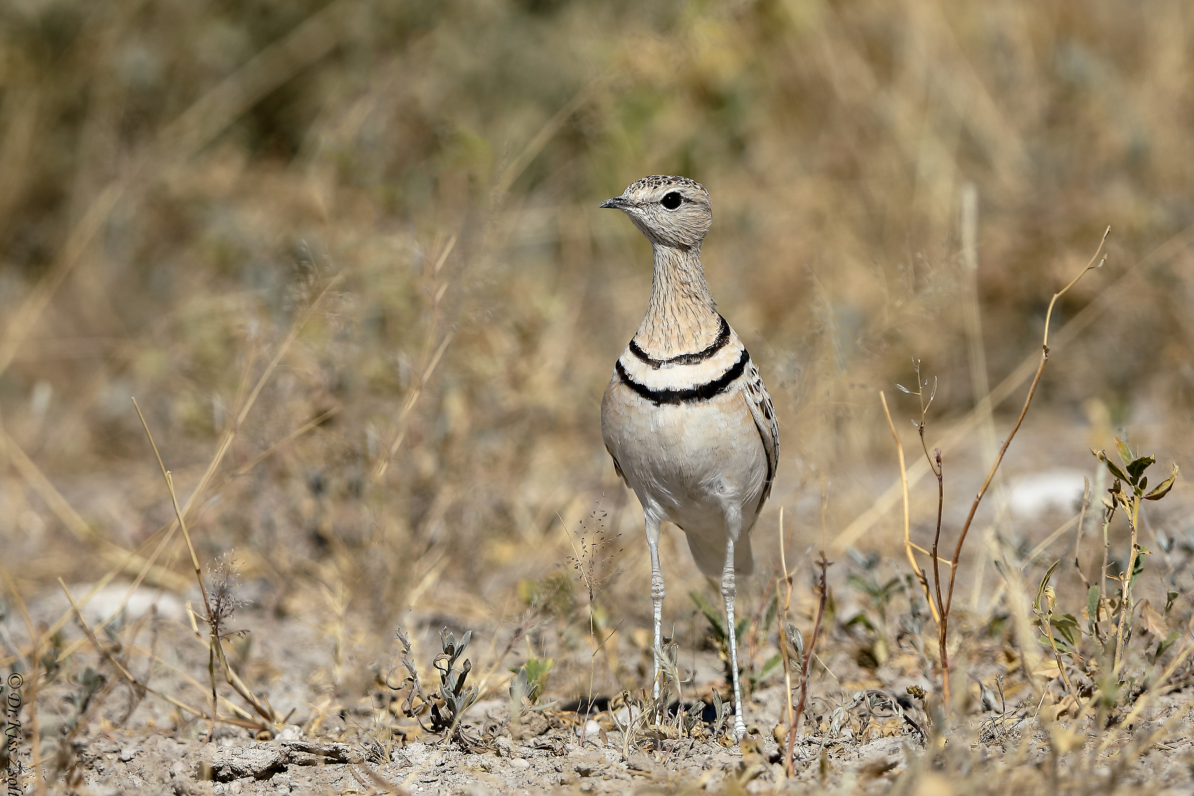 Double-banded courser