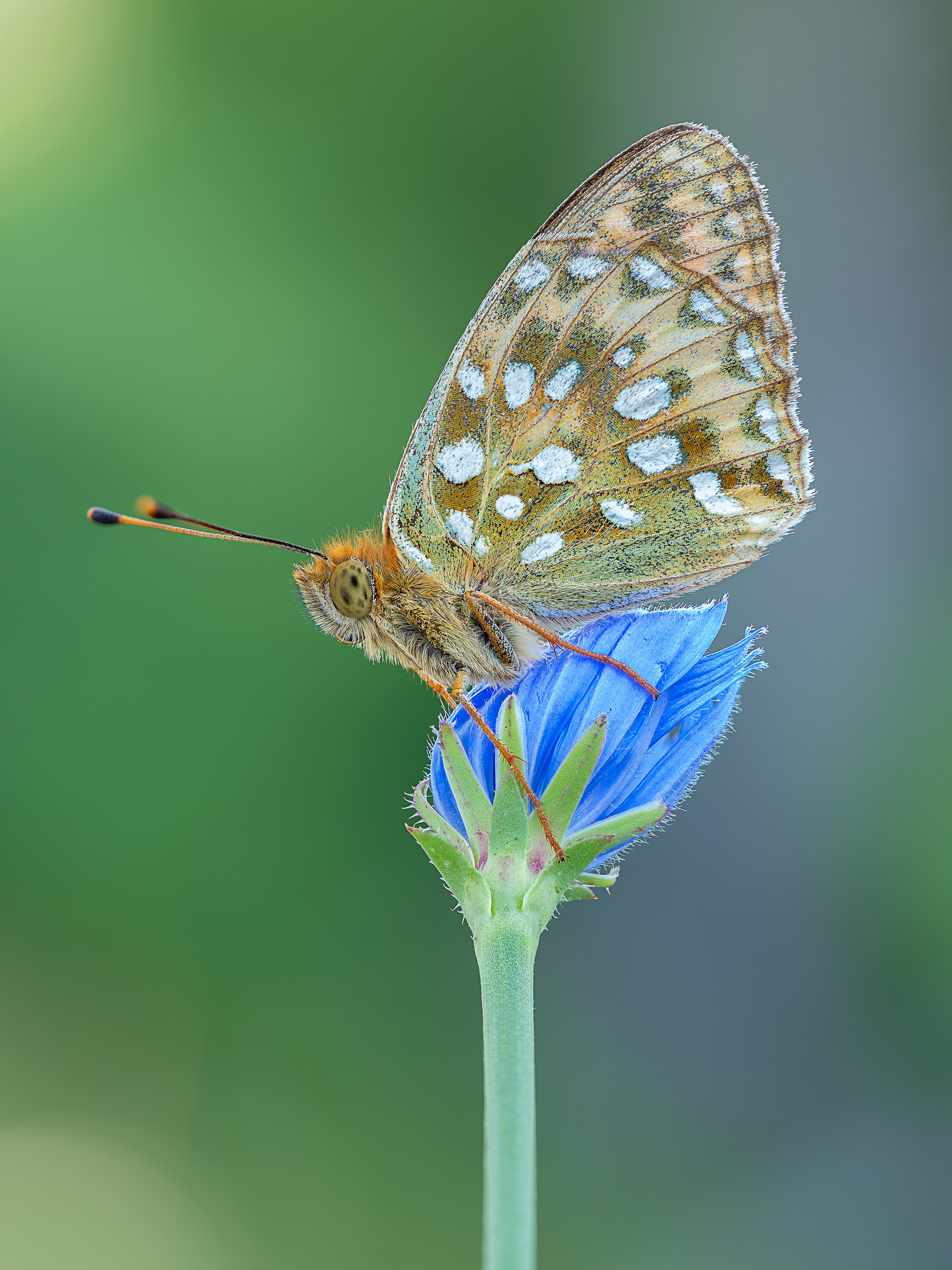 Argynnis aglaja