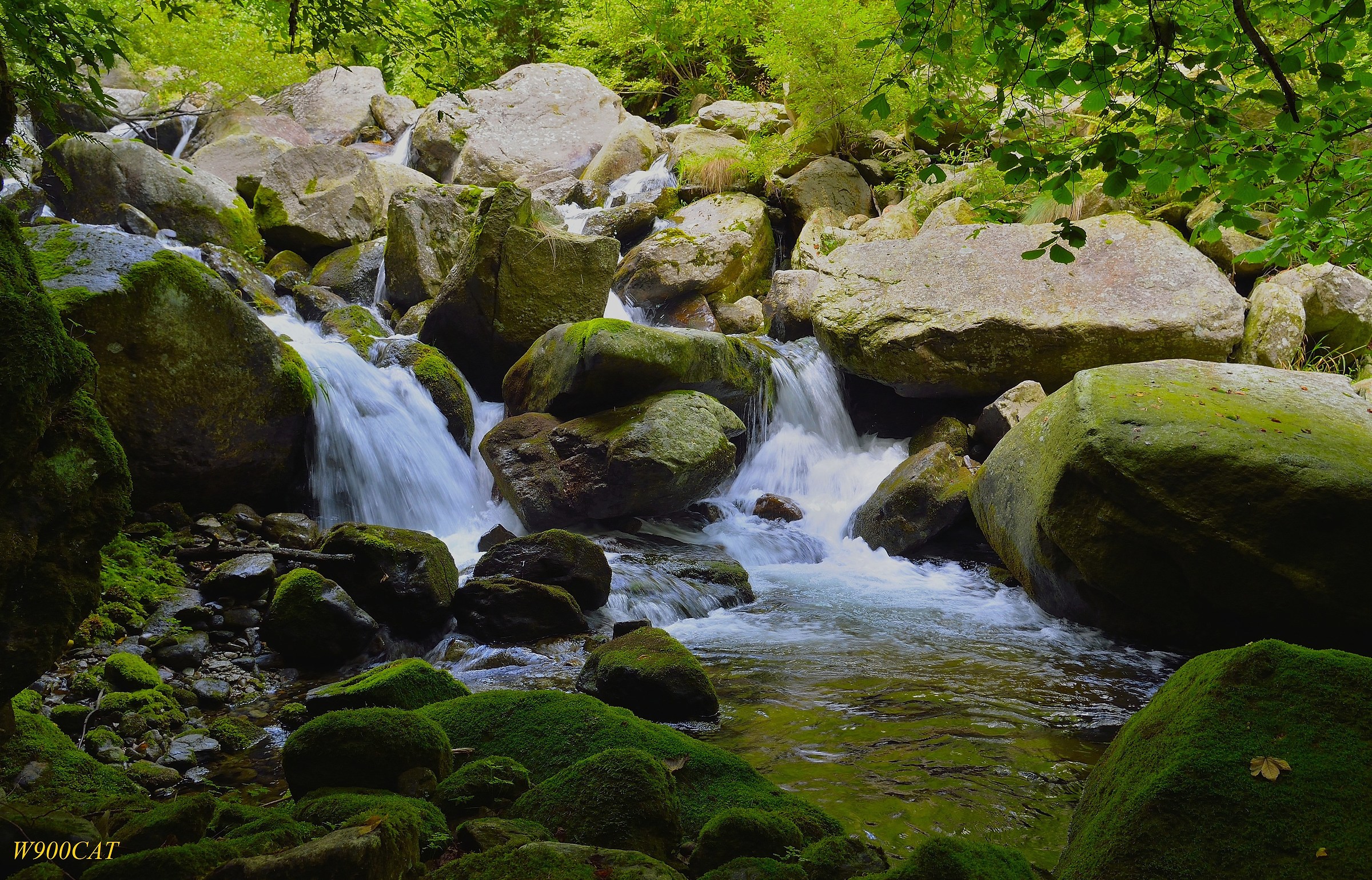 Tra ombra, muschio e acqua